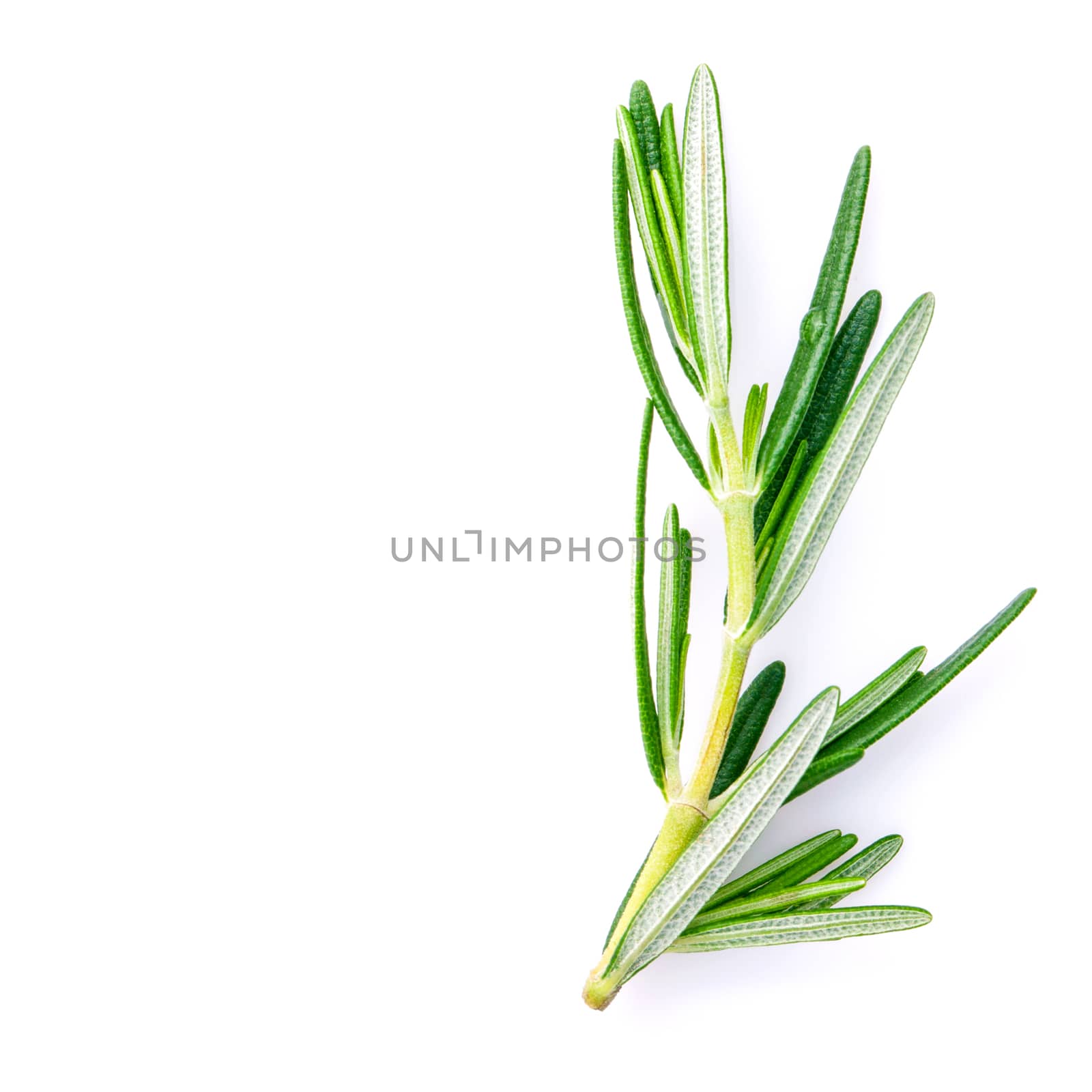 Closeup branch of fresh rosemary  isolated on white background. by kerdkanno