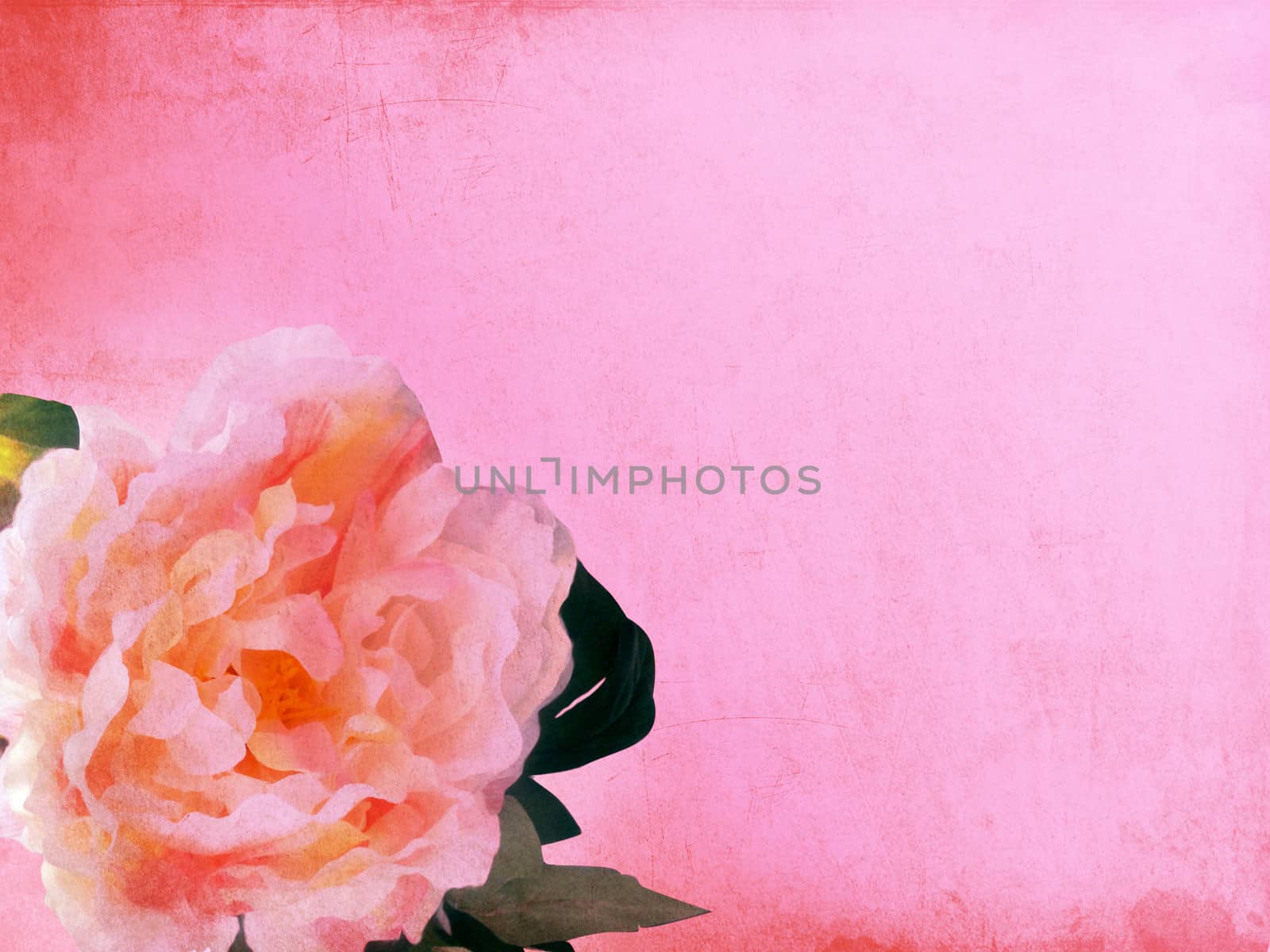The peony of, flowers, background by elena_vz