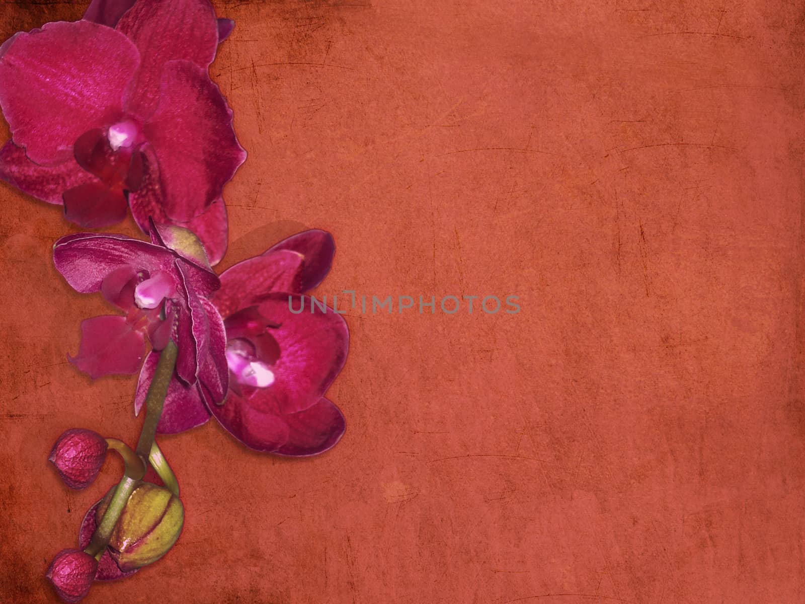 orchids, flowers, background