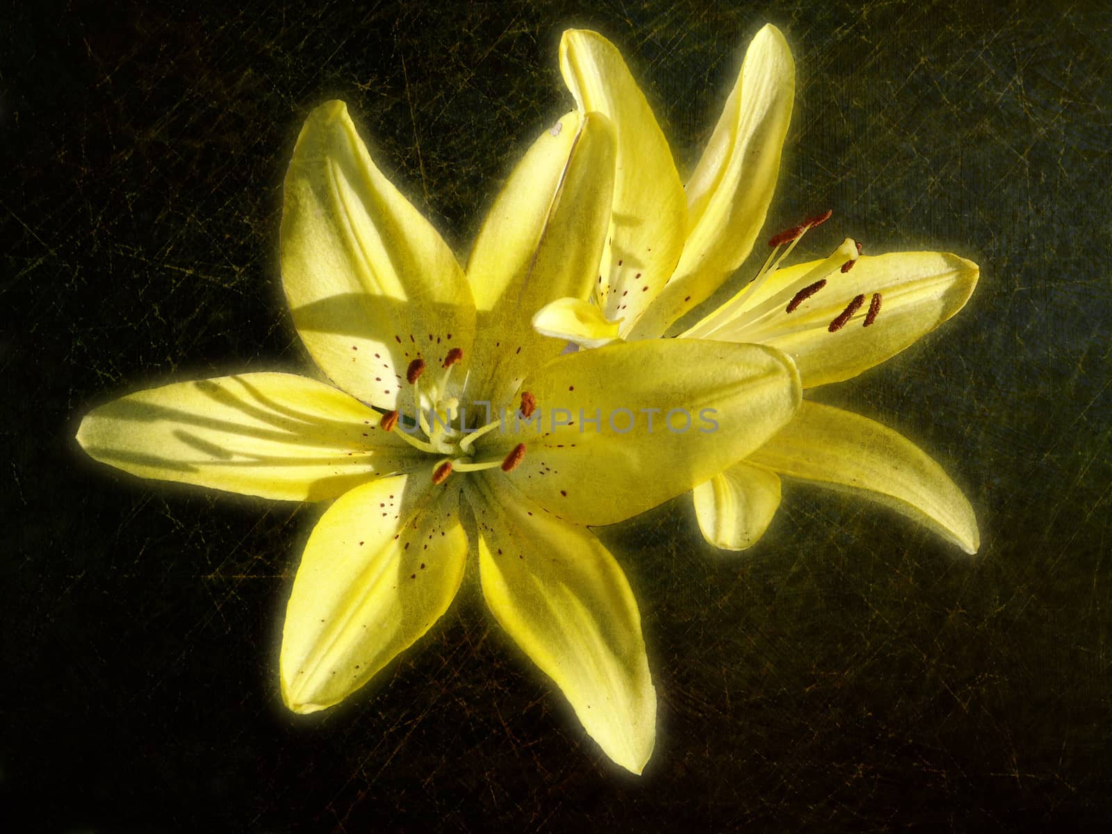 yellow lily, background by elena_vz