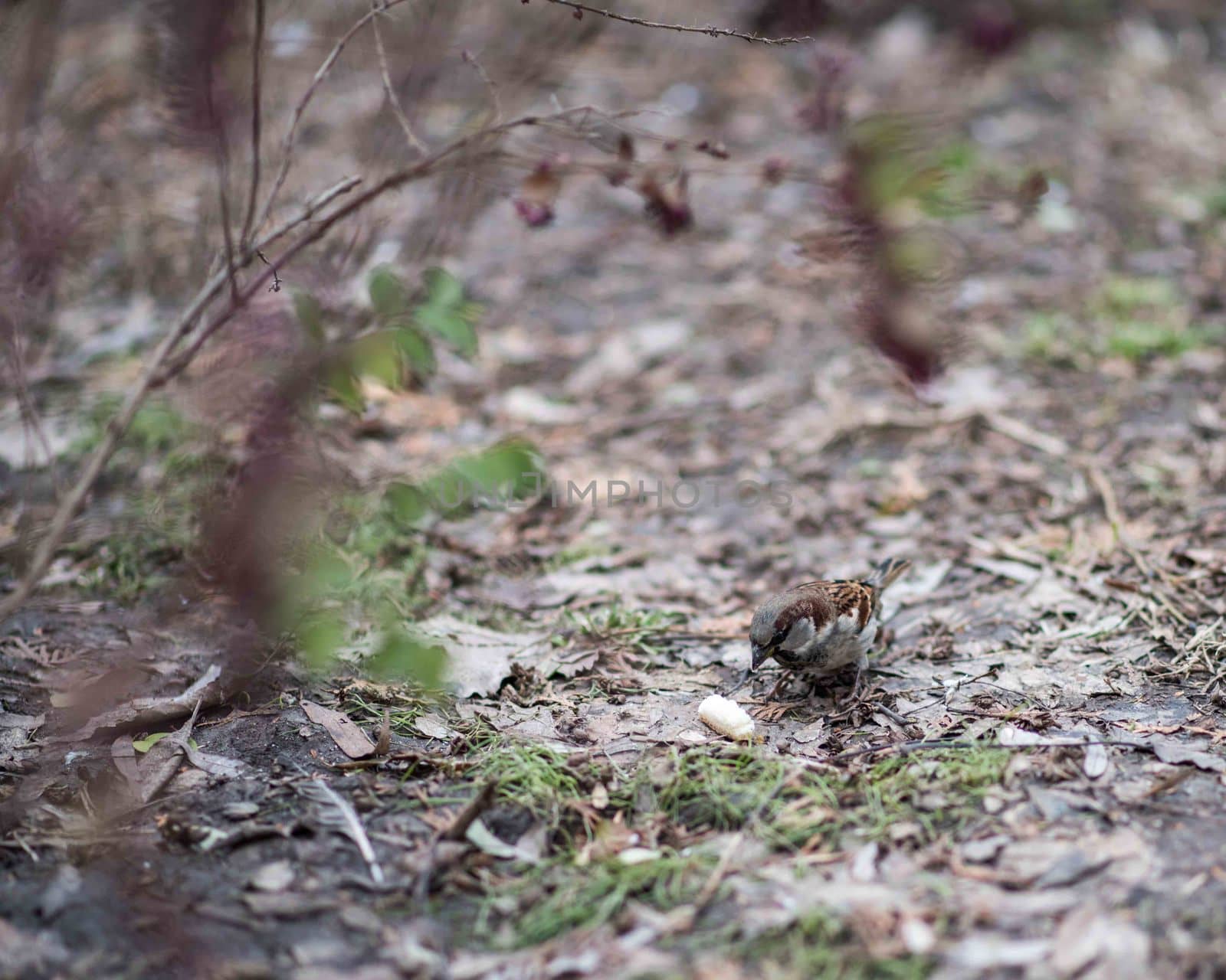 Sparrow on the leaves of bush in nature, note shallow depth of park.