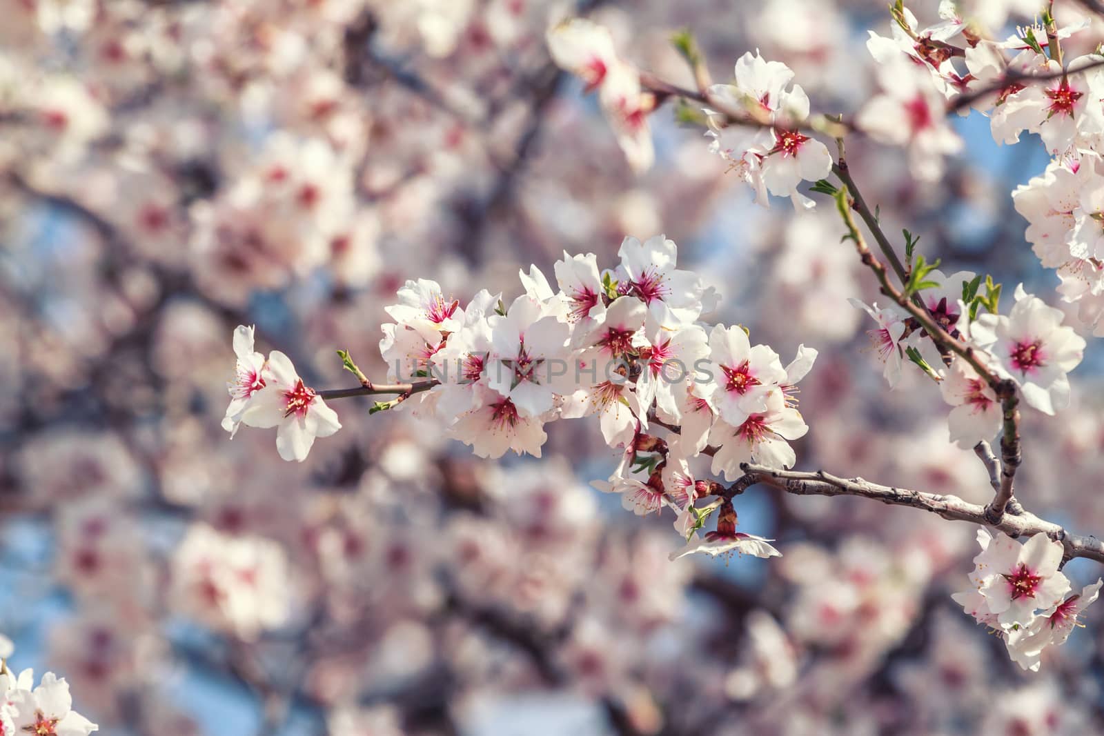 Cluster of pink flowers of apricot tree against the blue sky