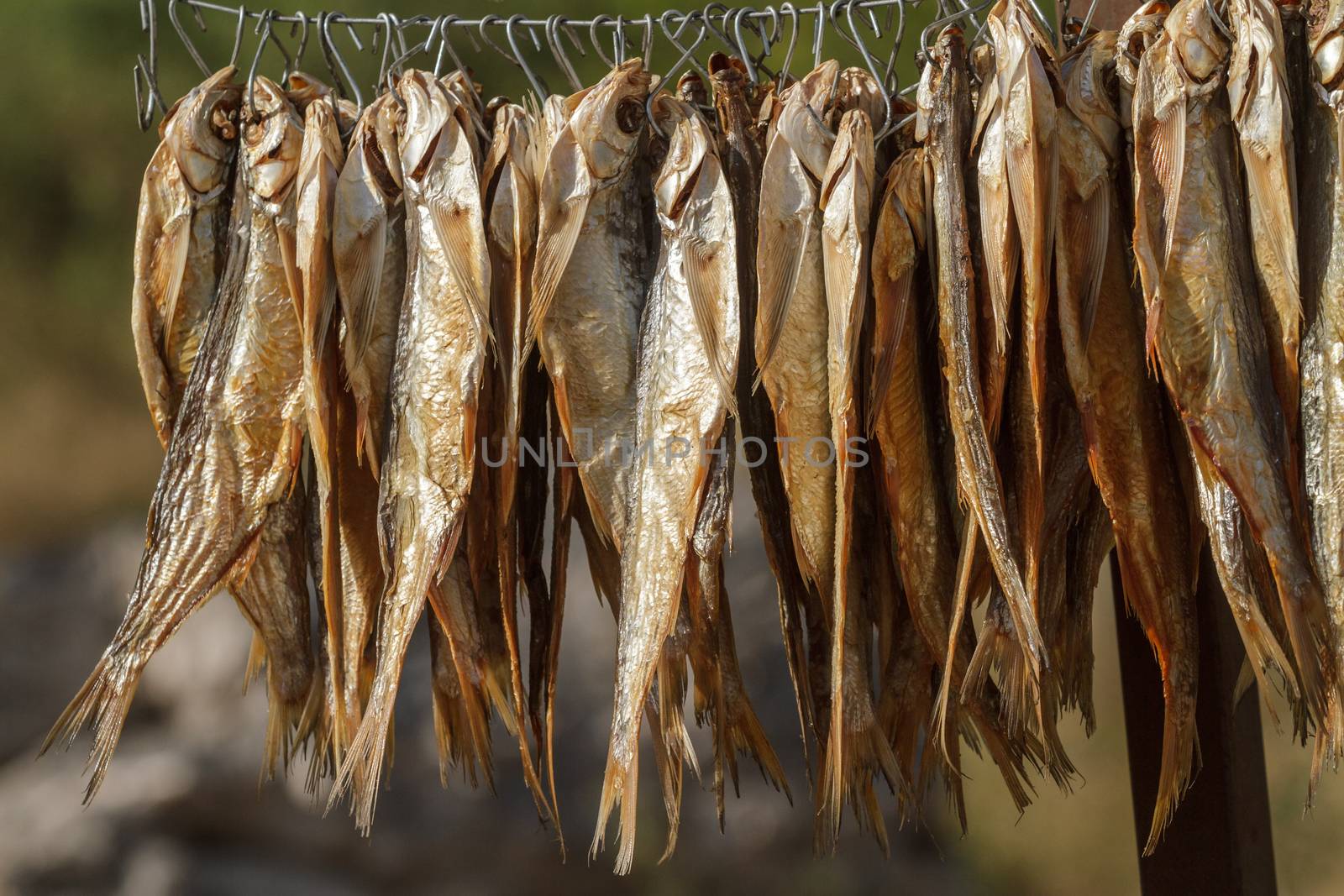 dried fish on a rope by fogen