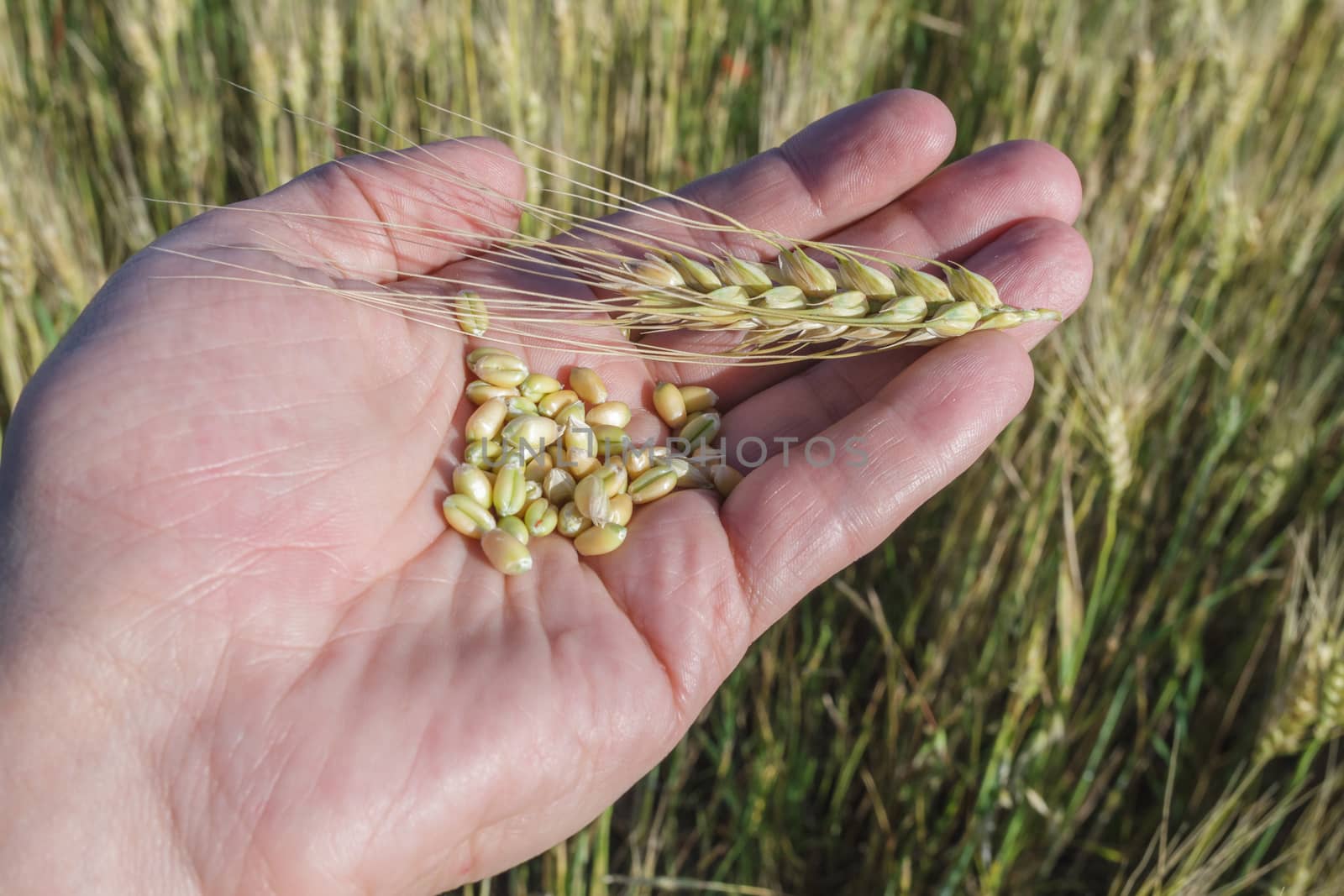 Agronomist is holding grain by fogen