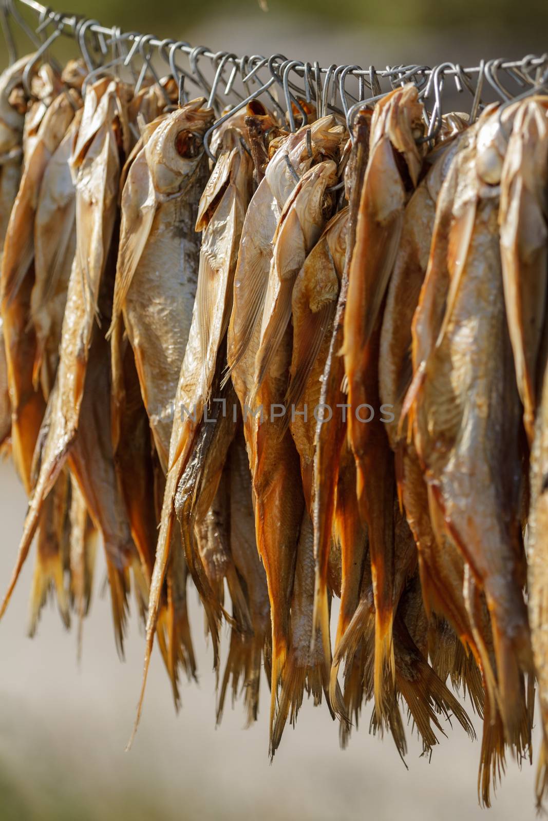 dried fish hanging on the clothesline on a sunny day, close-up