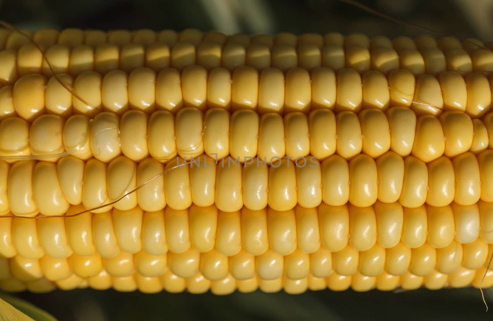 Fresh ear of corn by fogen