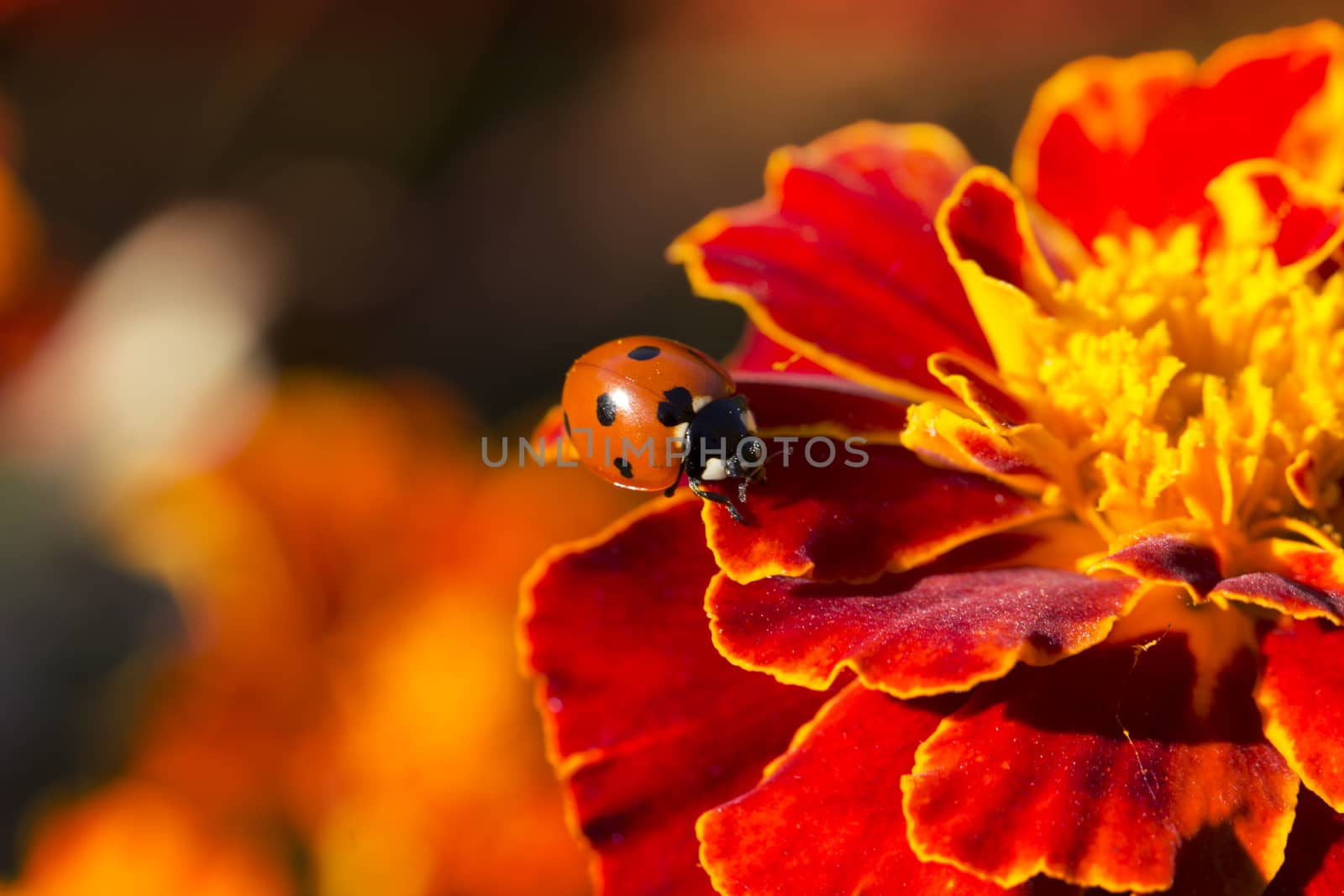 ladybird on an orange flower. Ladybug on orange flower petals