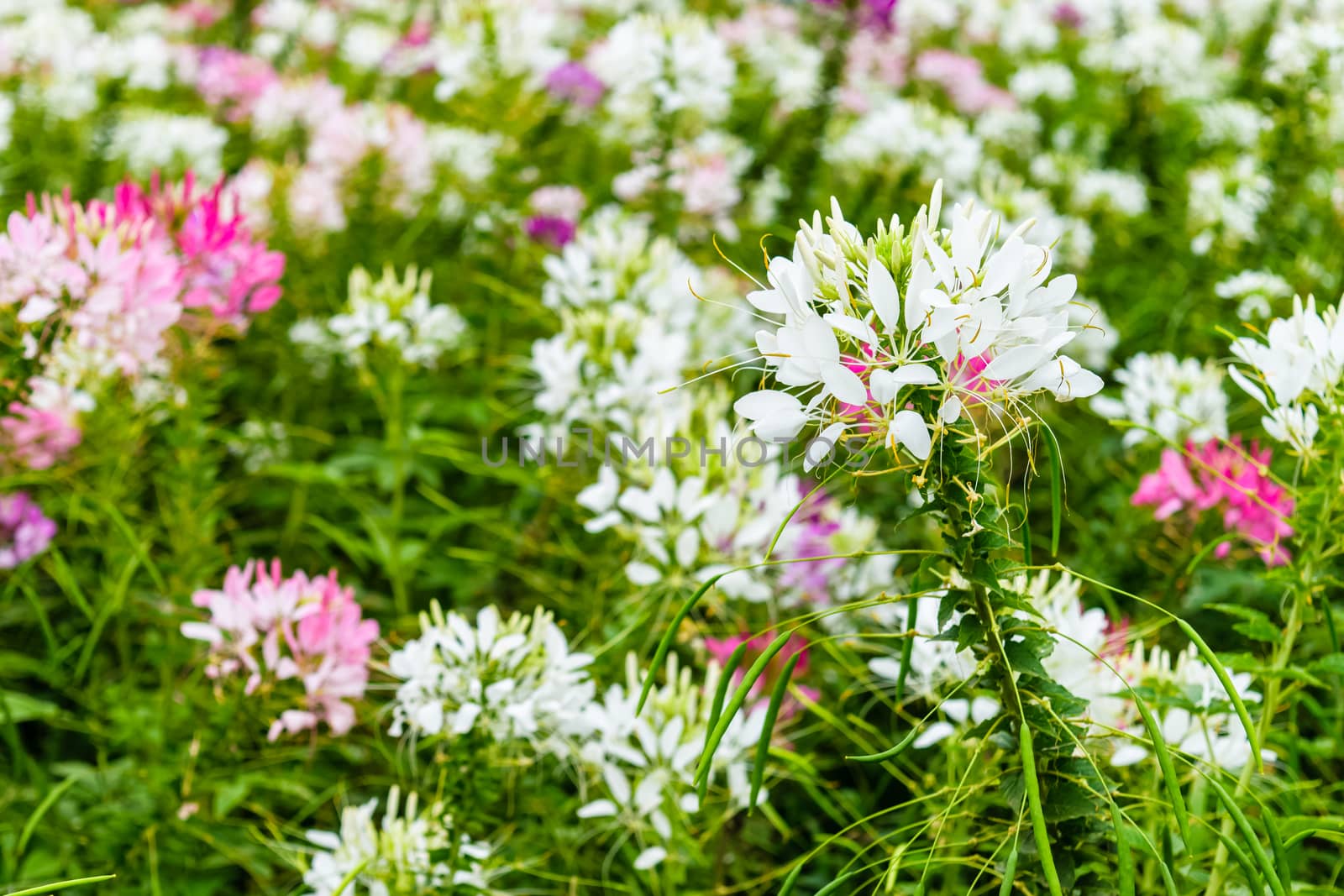 colorful western tare in the garden with background blur