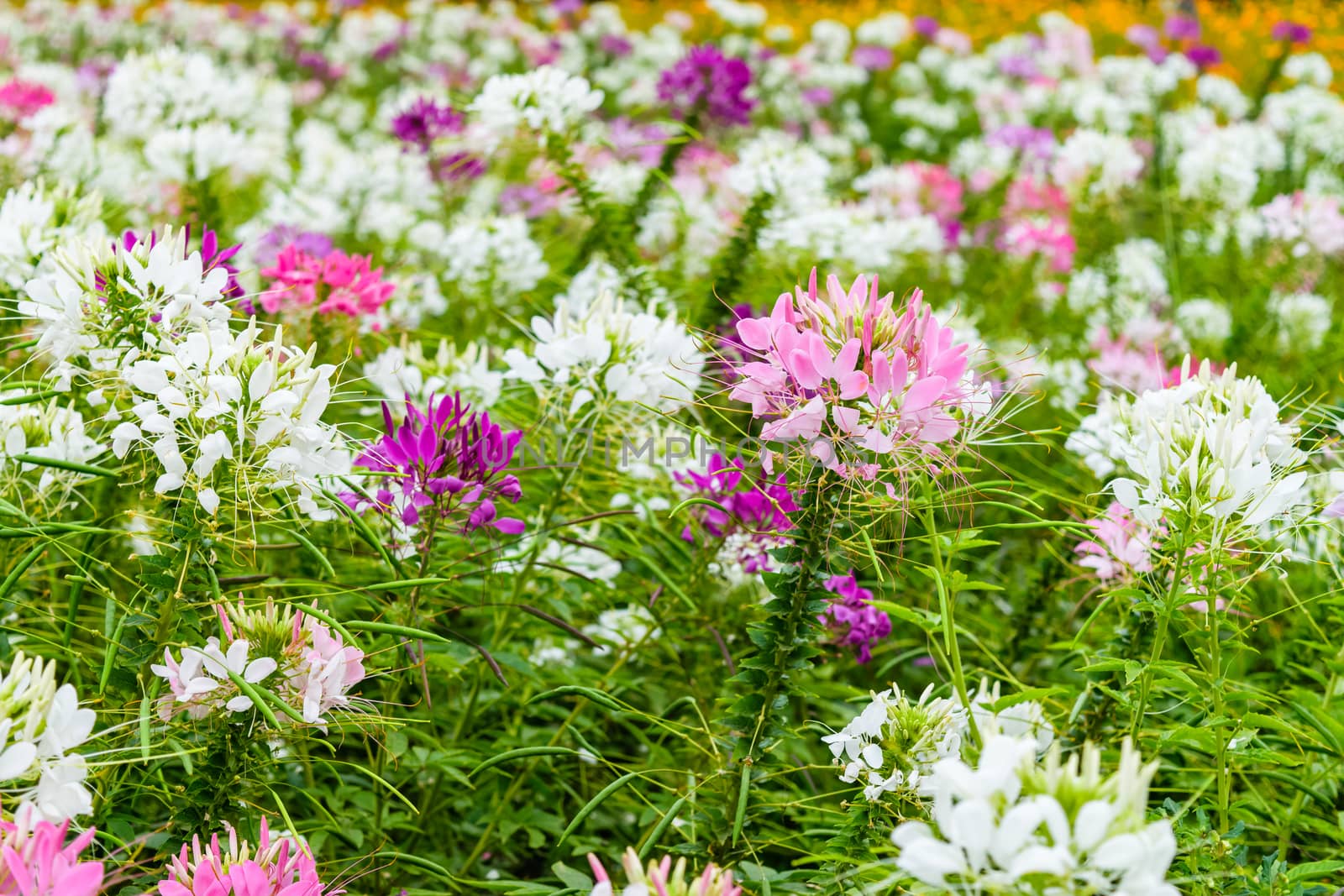 colorful western tare in the garden with background blur