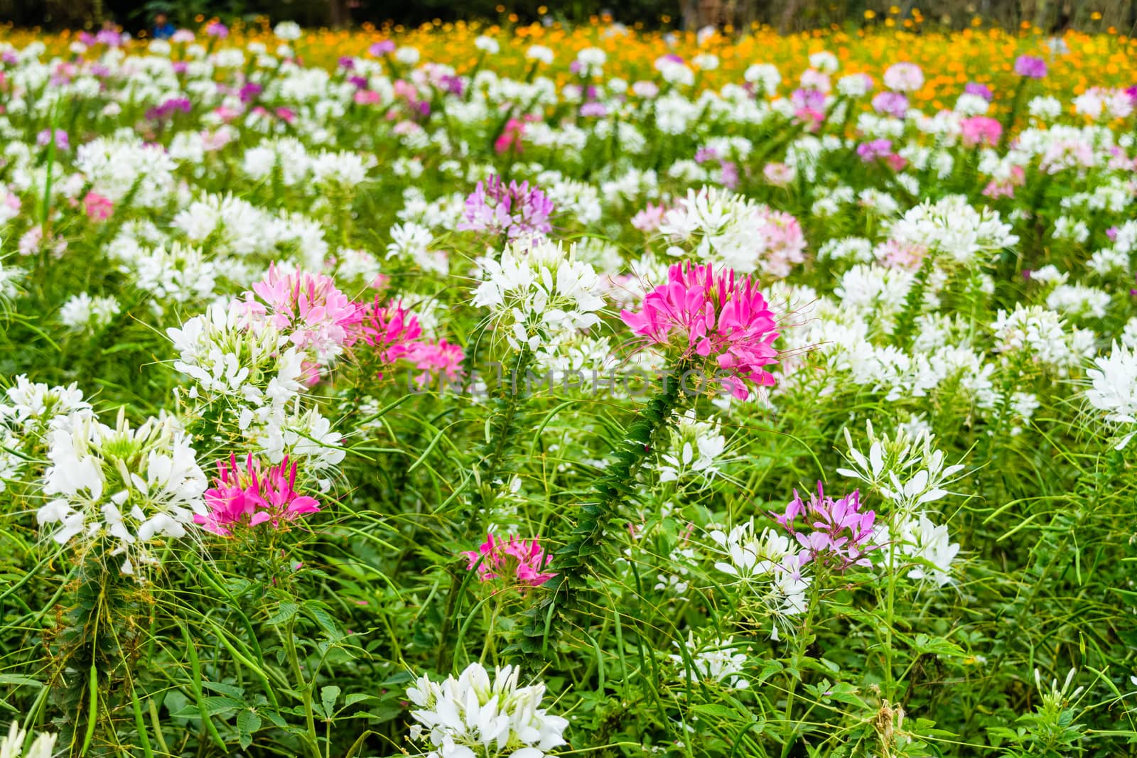 colorful western tare in the garden with background blur