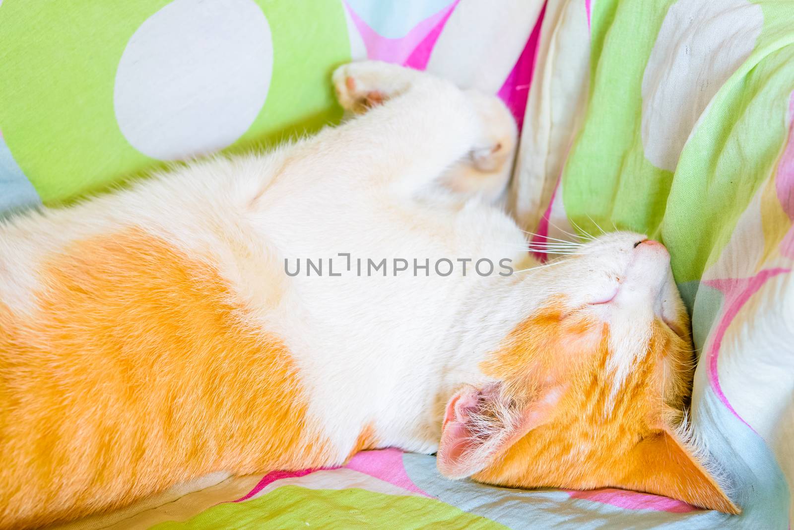 Cat sleeping on blanket by naramit