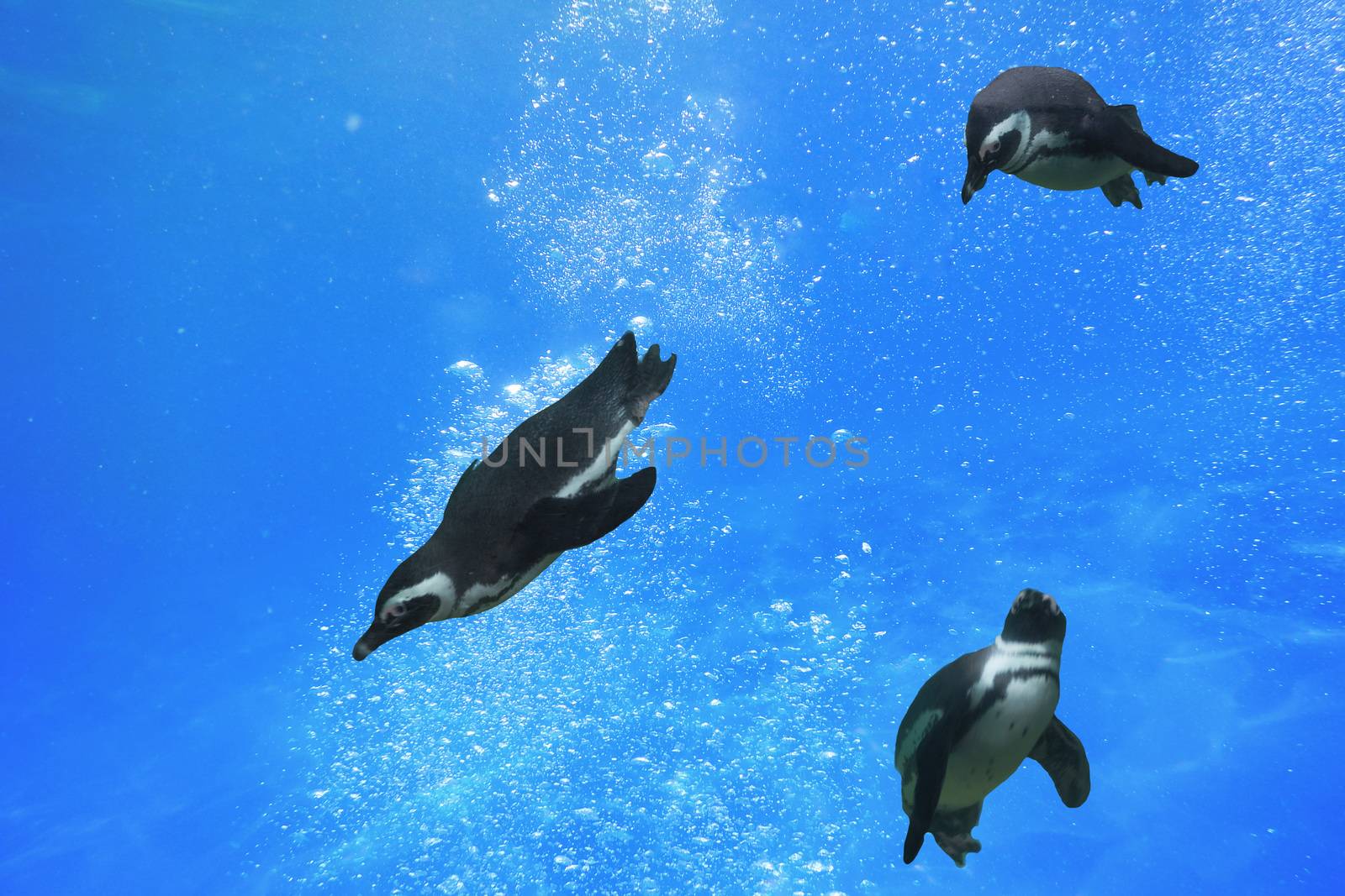 Three penguins swimming under water in the ocean.
