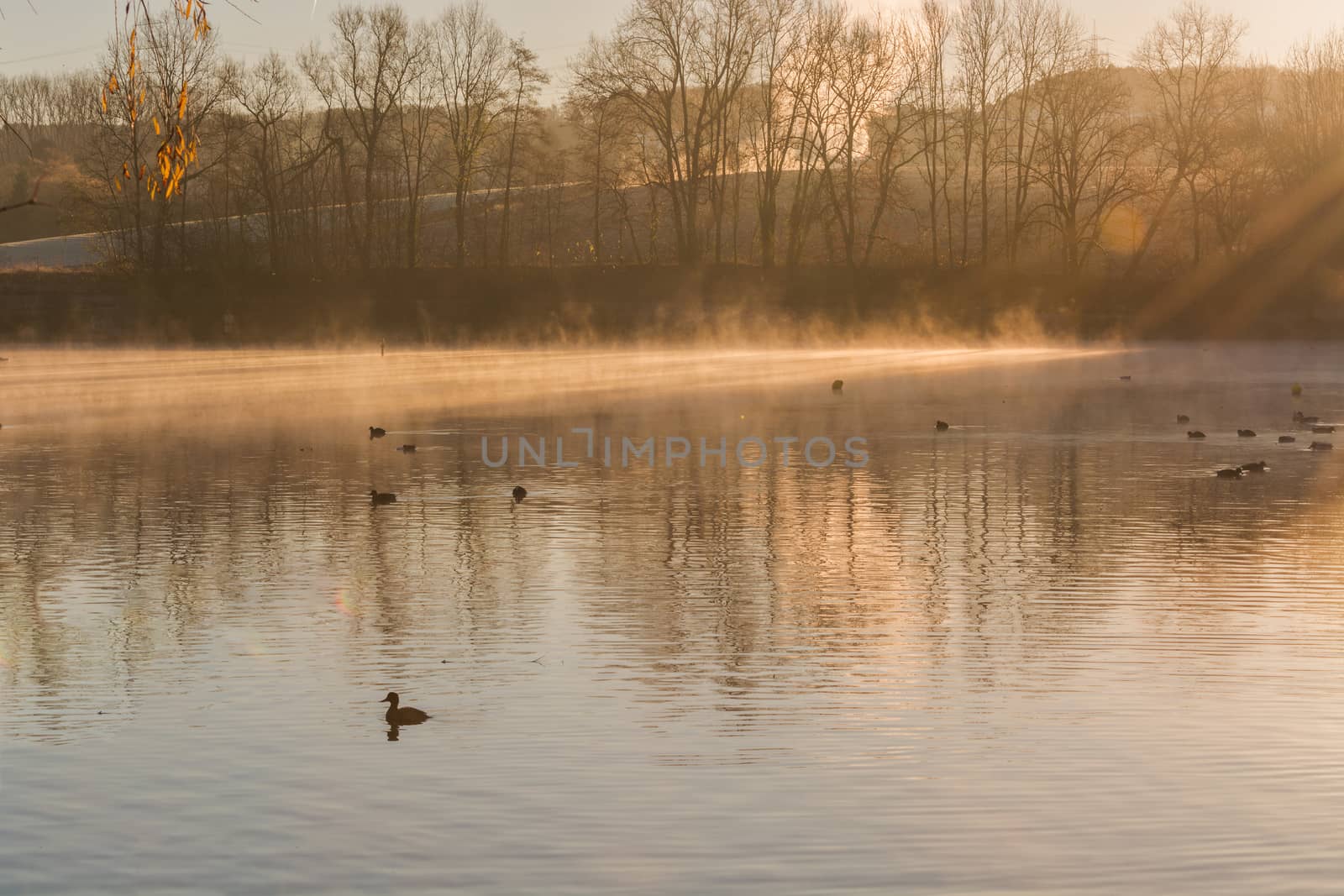 Small pond in hot yellow diffuse morning light