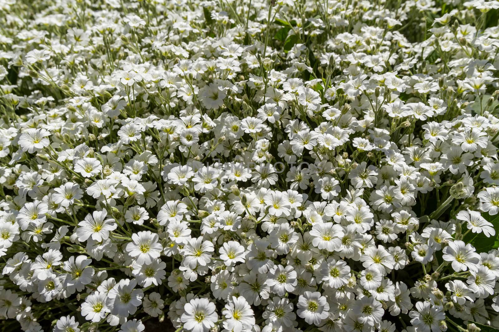 Wild white flowers on a field on a sunny day. by fogen