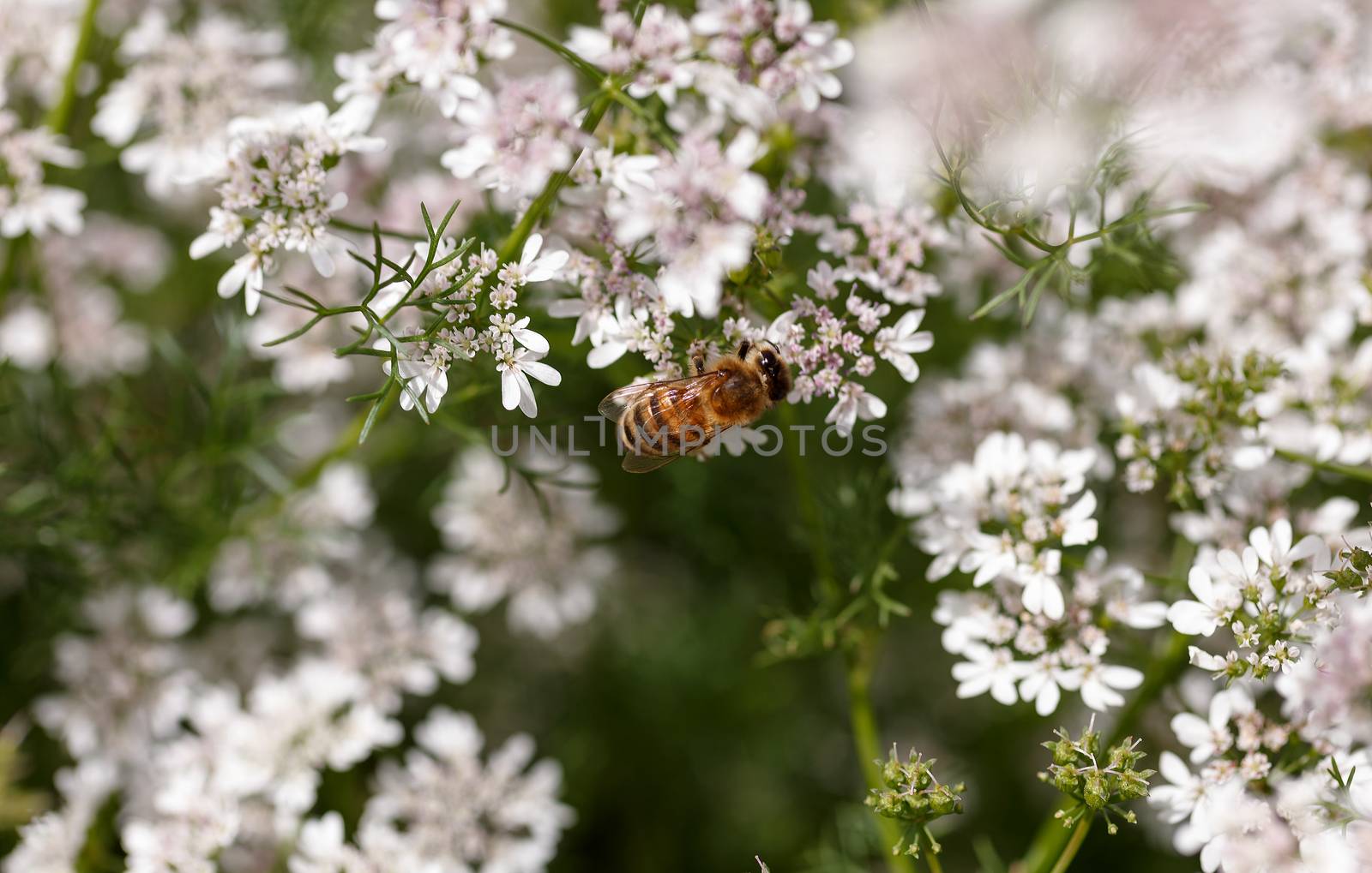 Field of blossoming coriander and his bees pollinate