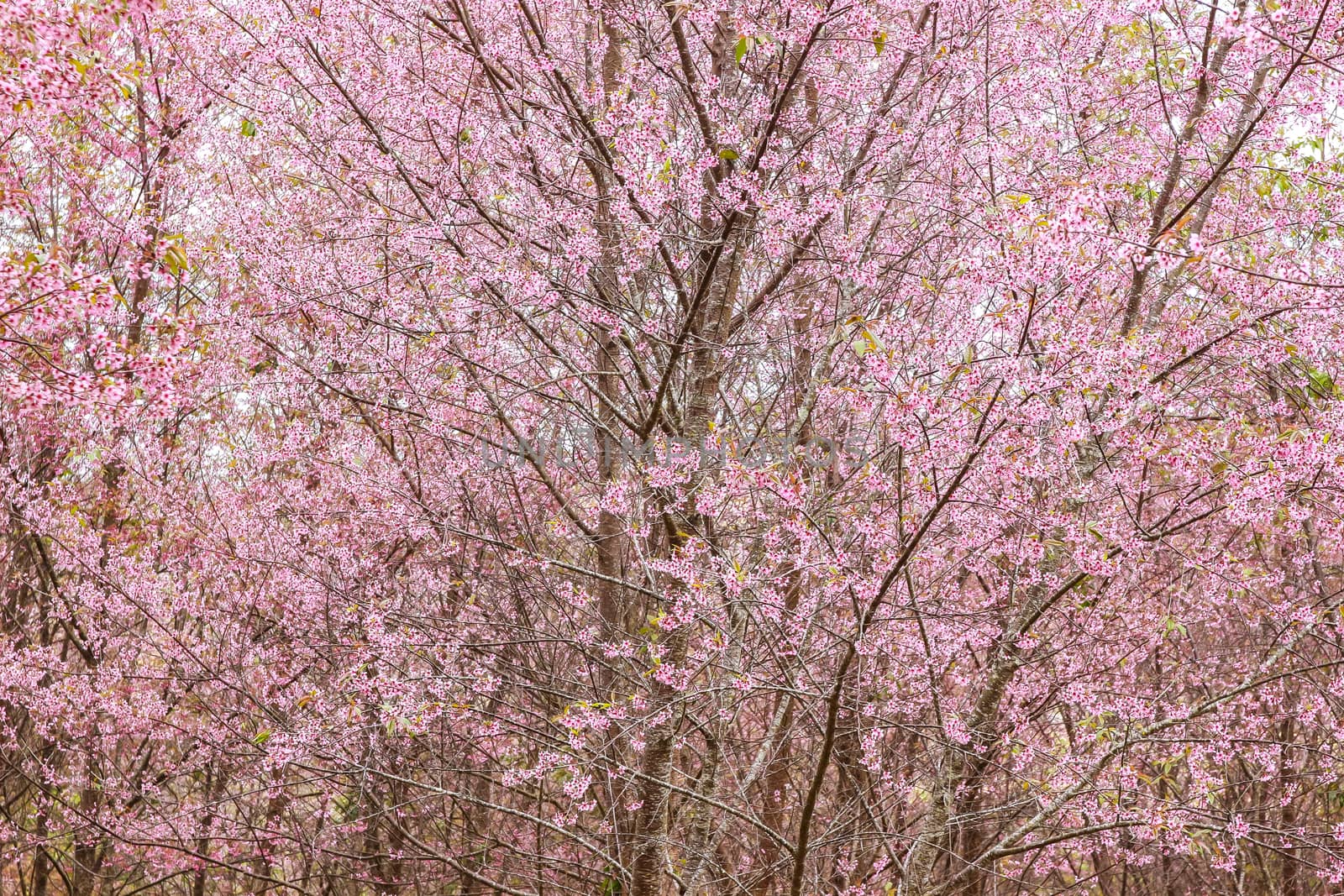 Beautiful cherry blossom flower and tree at Phu Lom Lo, Phitsanulok Thailand