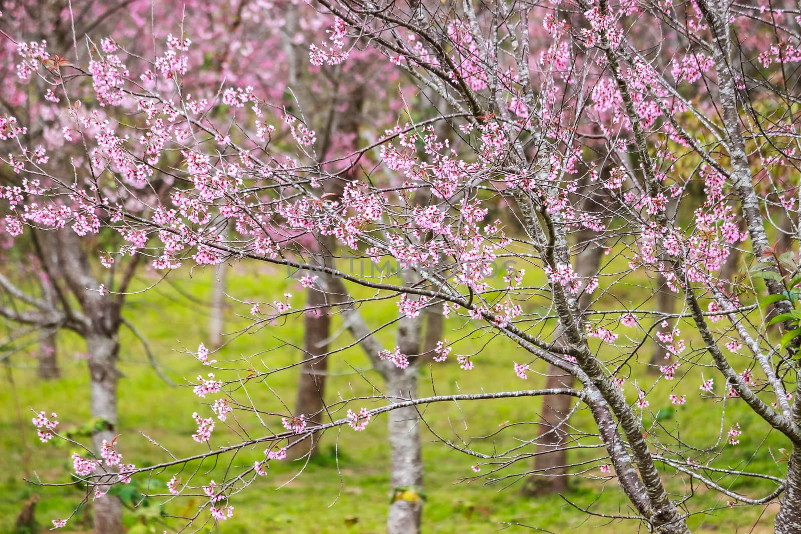 Beautiful cherry blossom flower and tree at Phu Lom Lo, Phitsanulok Thailand