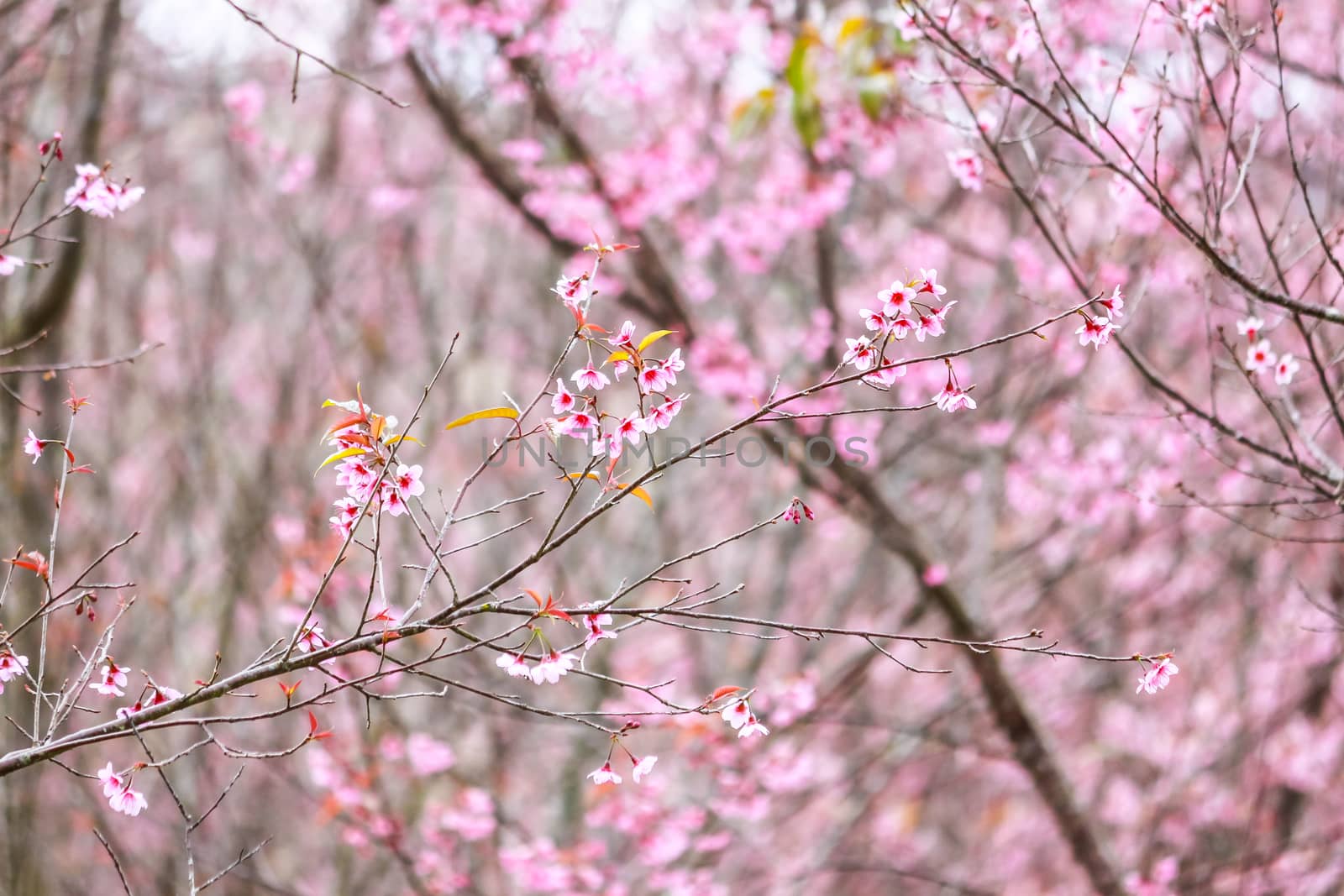 Beautiful cherry blossom flower and tree at Phu Lom Lo, Phitsanulok Thailand