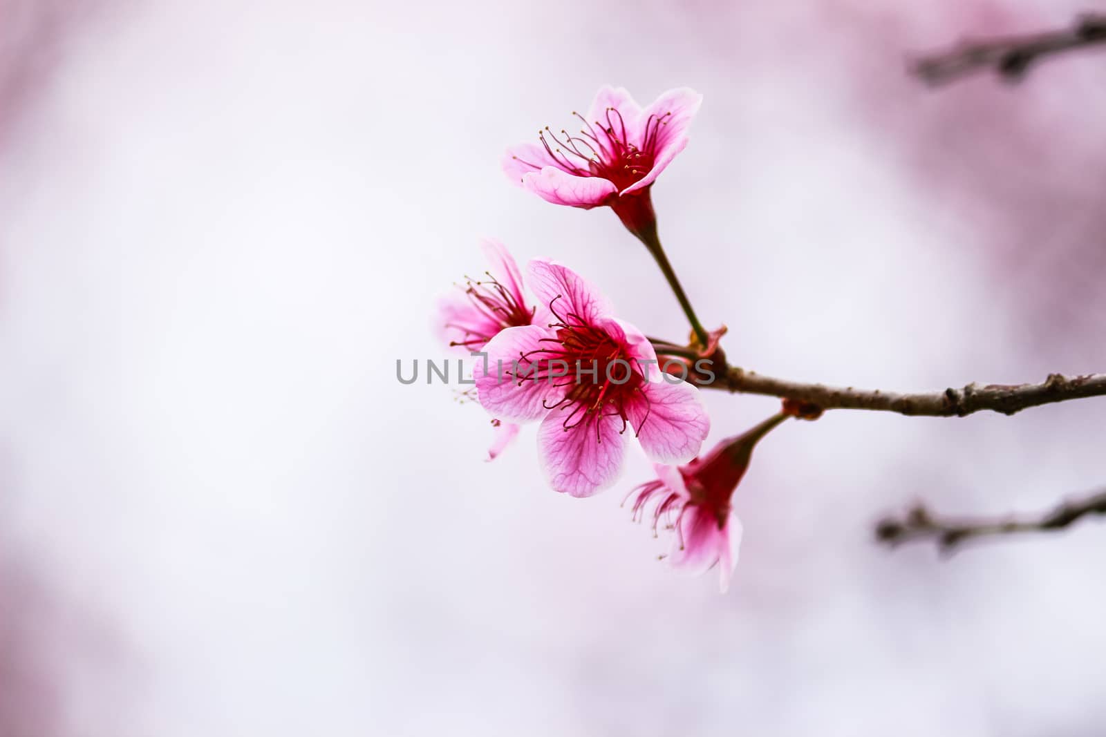 Beautiful cherry blossom flower and tree at Phu Lom Lo, Phitsanulok Thailand
