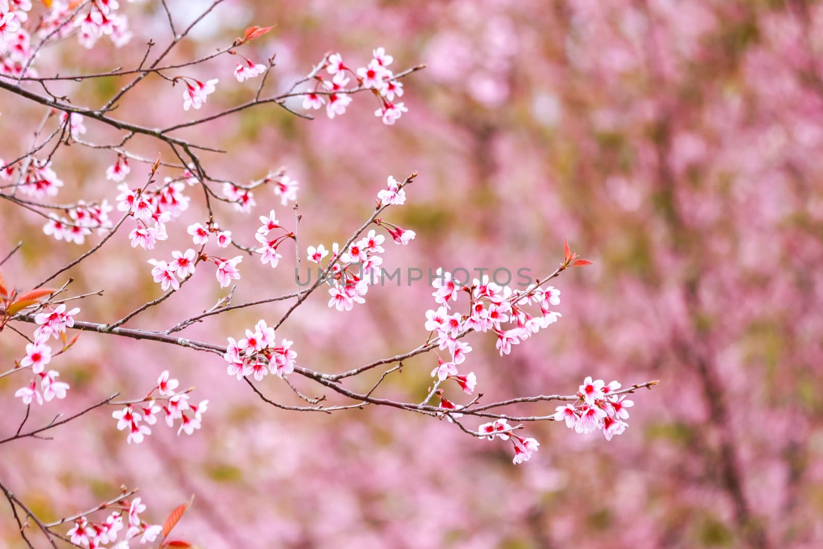 cherry blossom flower and tree by simpleBE