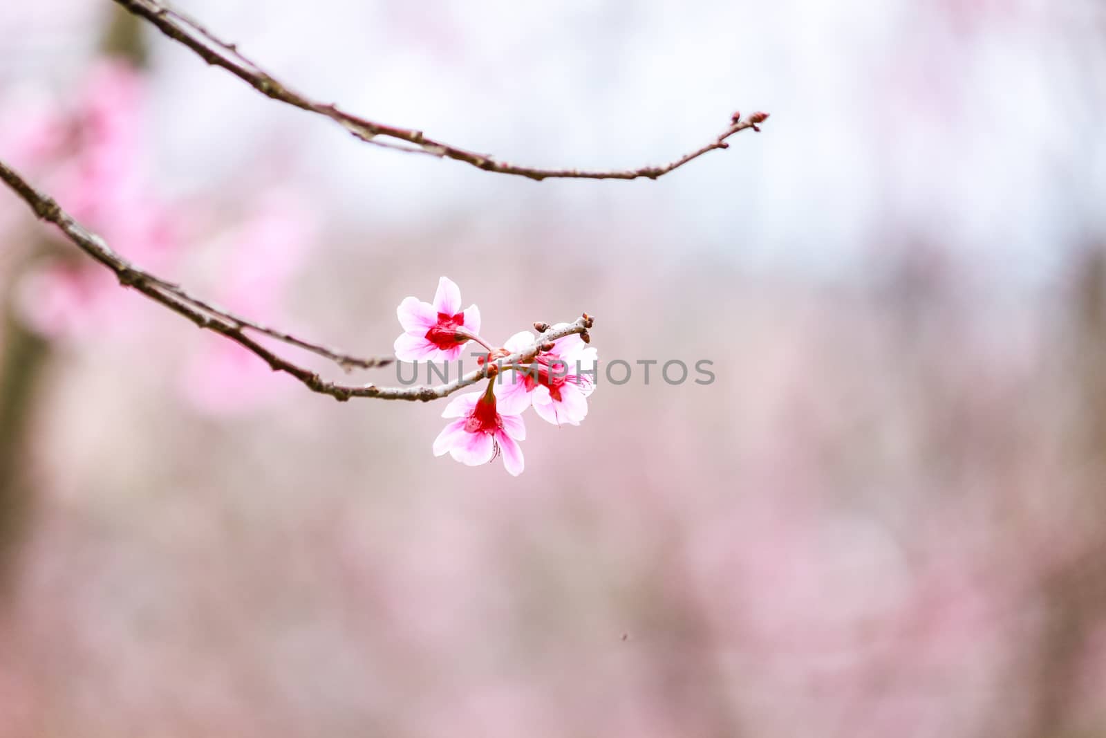 Beautiful cherry blossom flower and tree at Phu Lom Lo, Phitsanulok Thailand