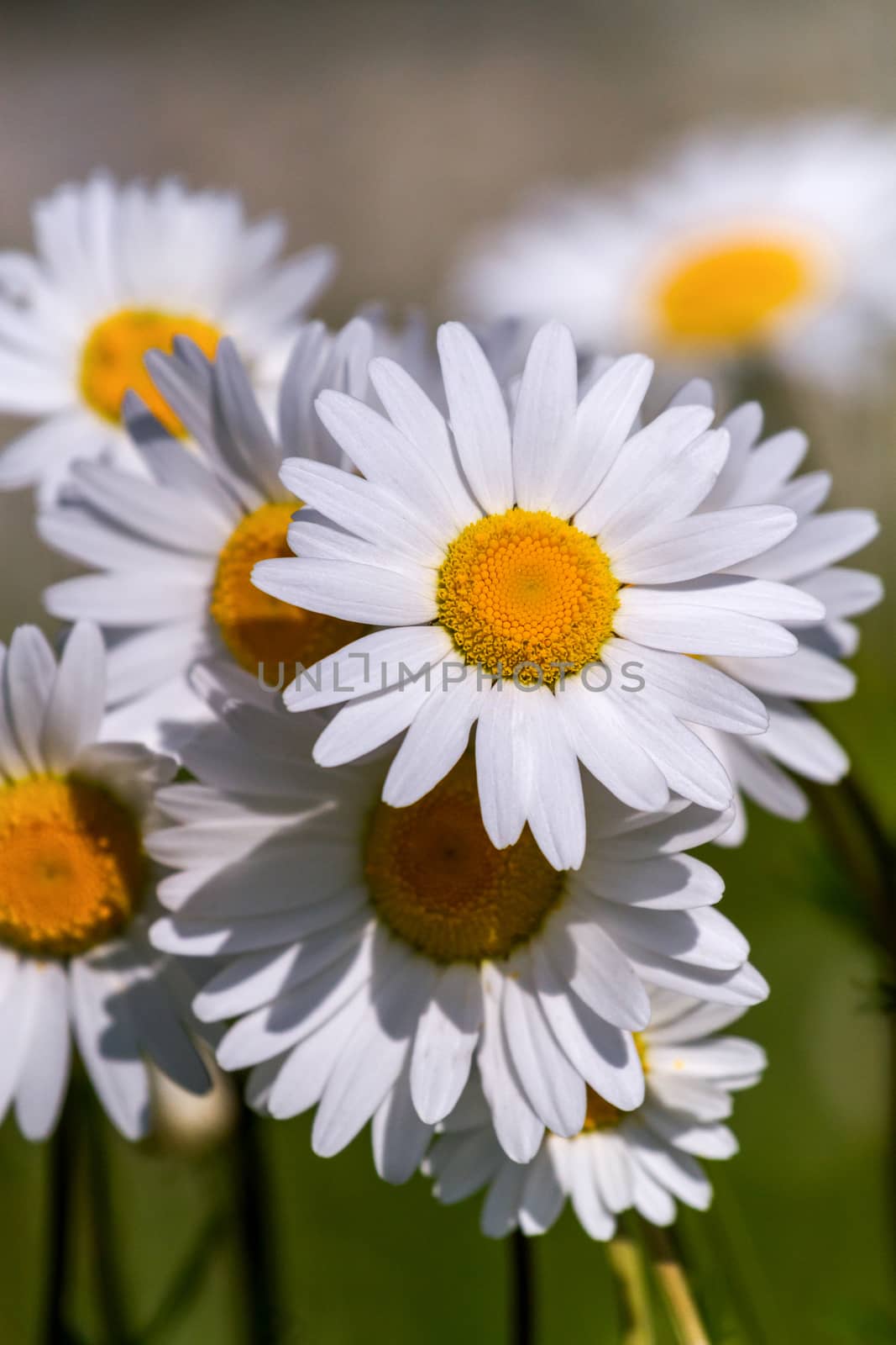 field daisy closeup by fogen