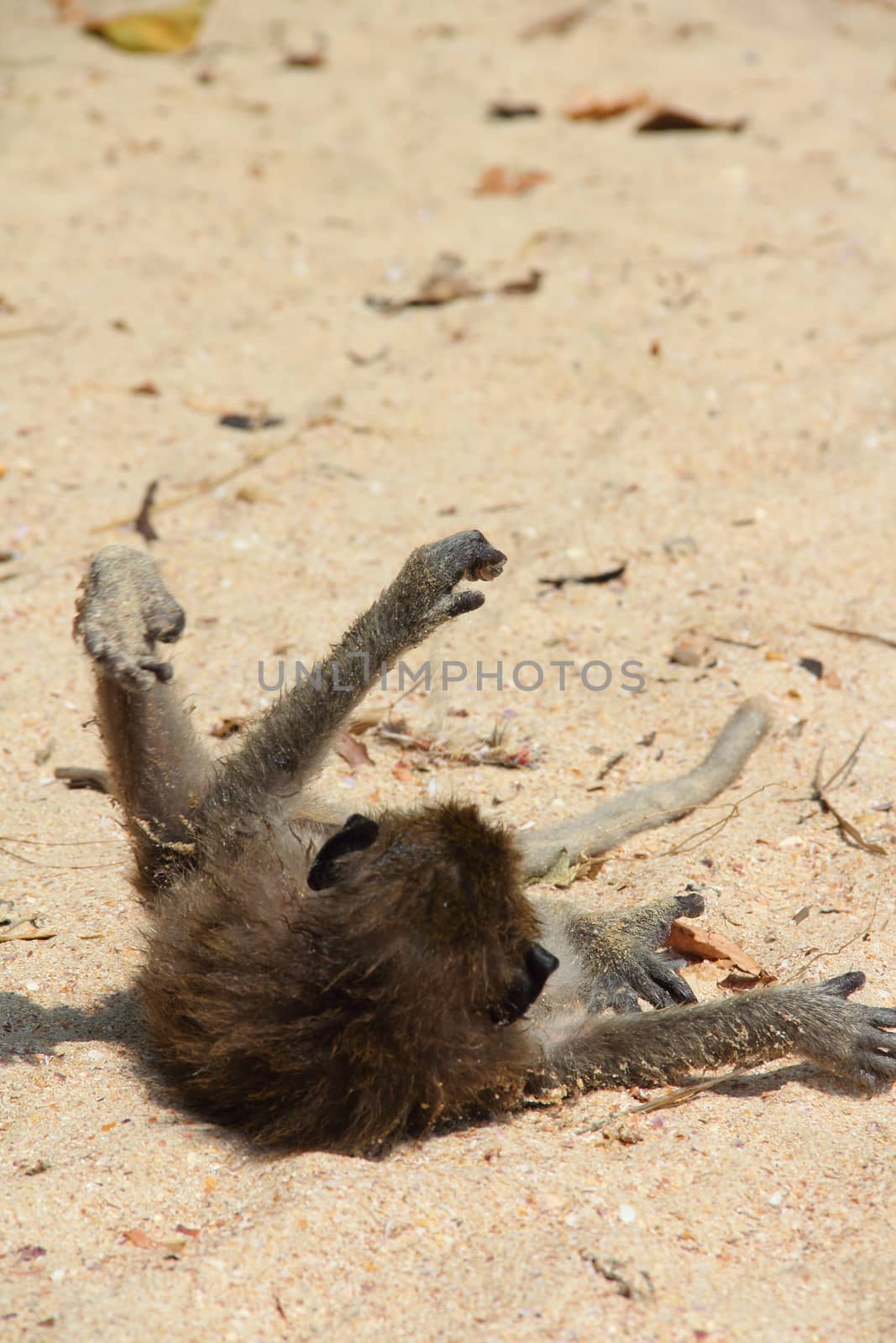 Wild monkey playing on sand of beach in Thailand, Krabi