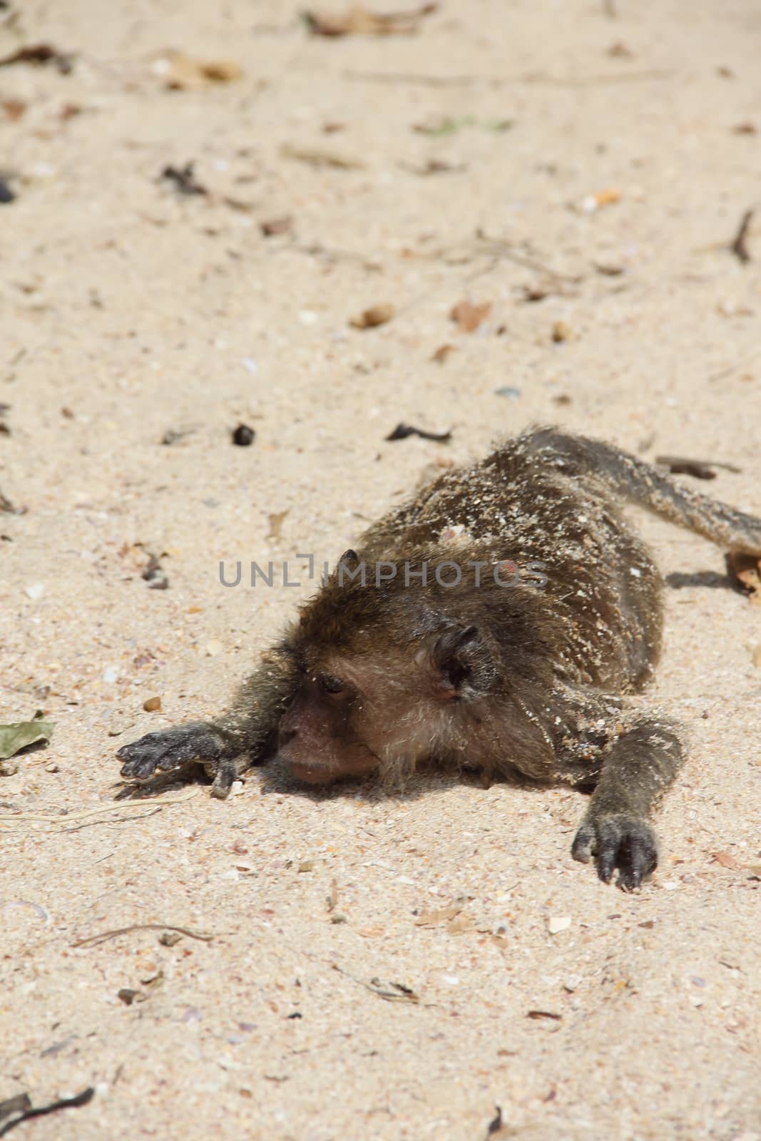 Wild monkey on sand by destillat