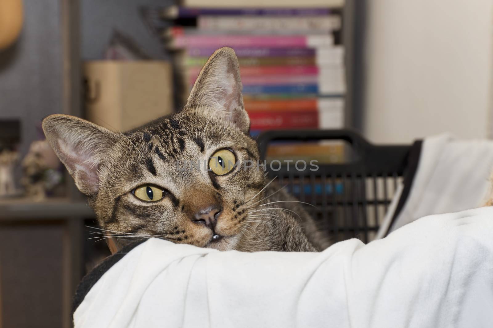 Cat gaze looking in a basket in the warm house
