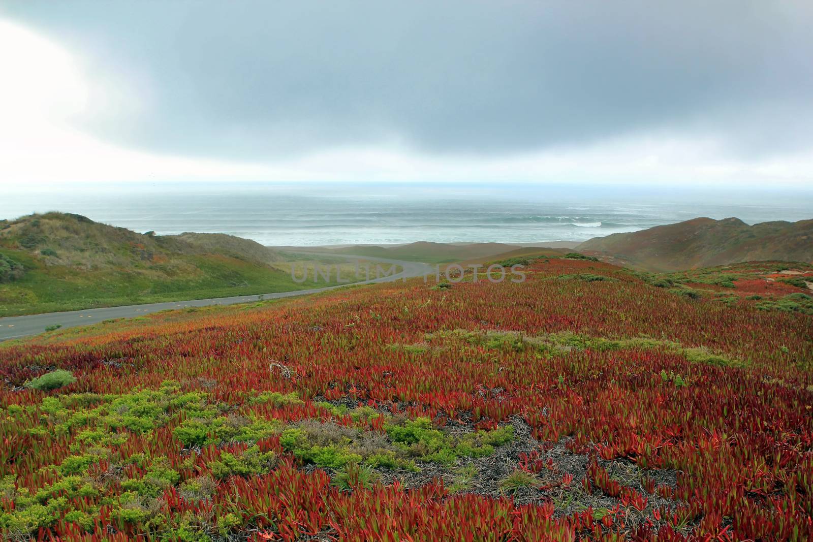 Beautiful Coastline with flowering plant