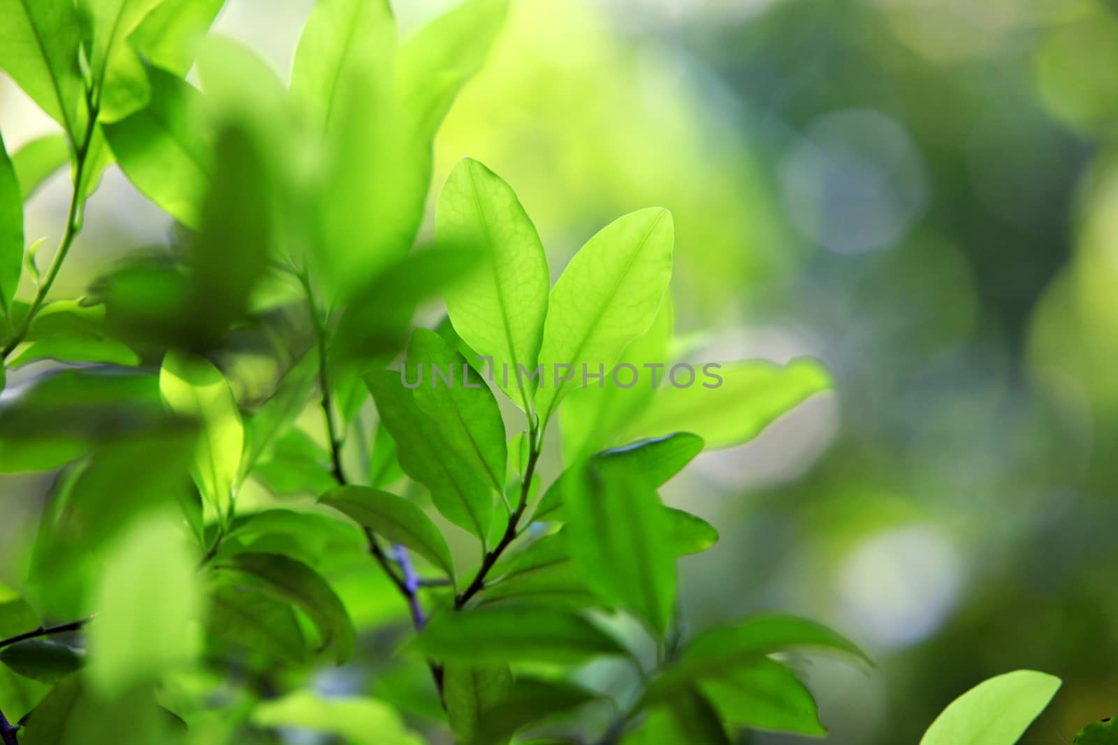 Leaves of coca plant