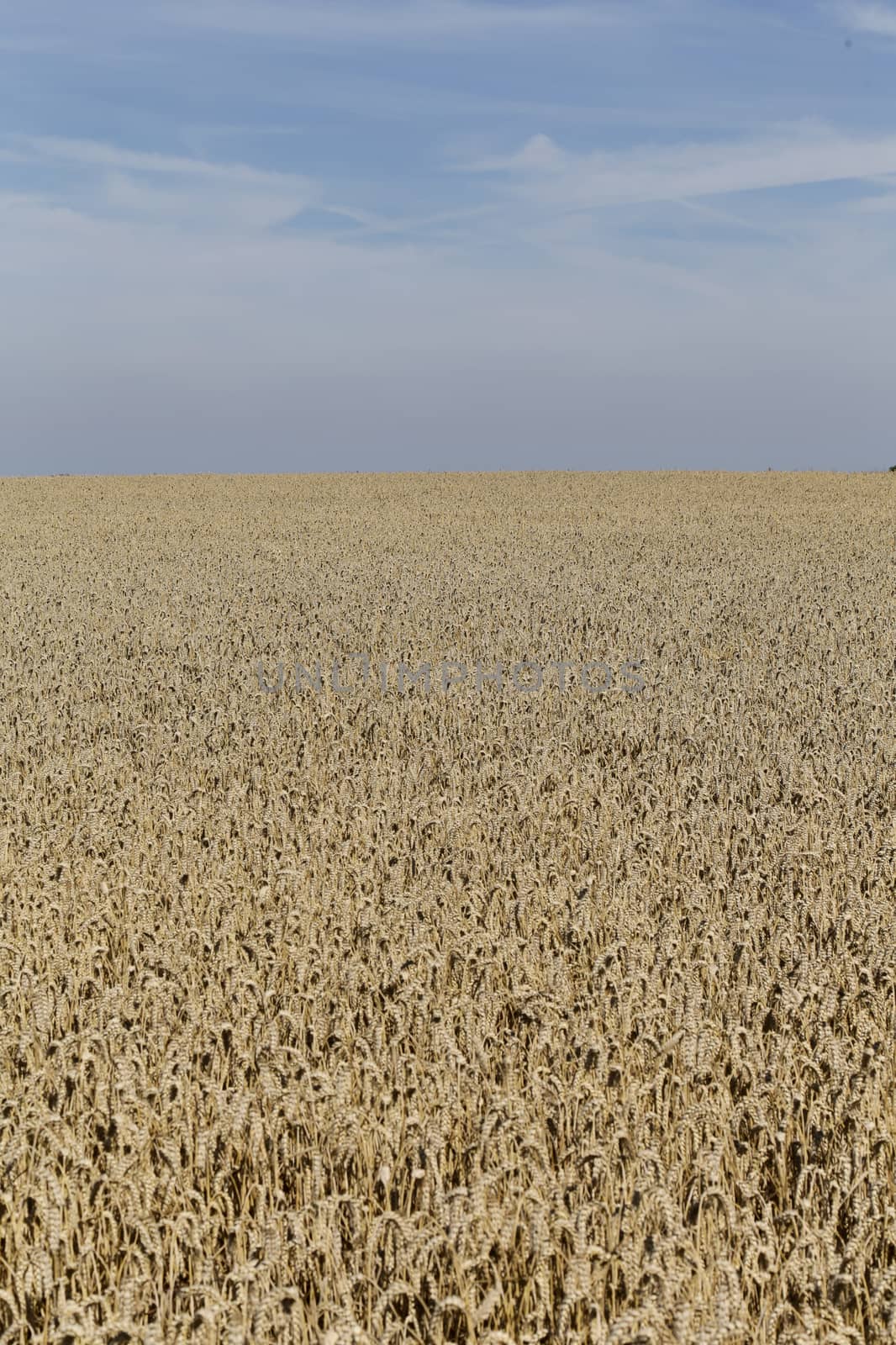 Golden ears of wheat on the field