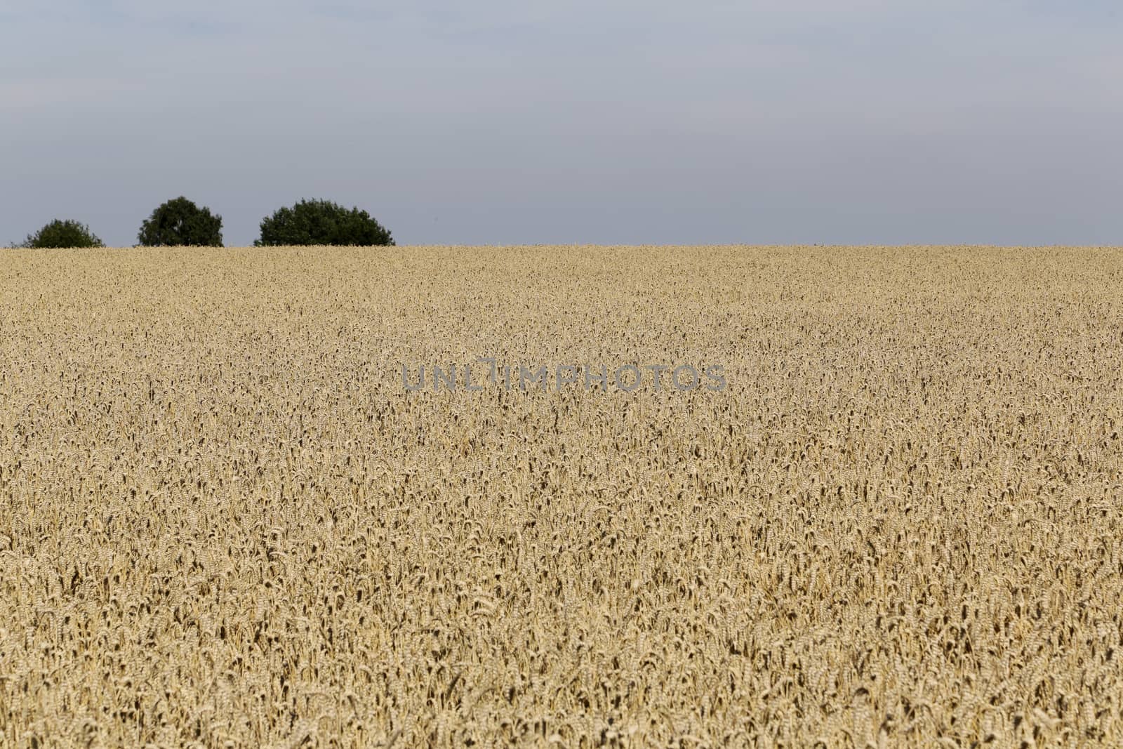 Golden ears of wheat on the field