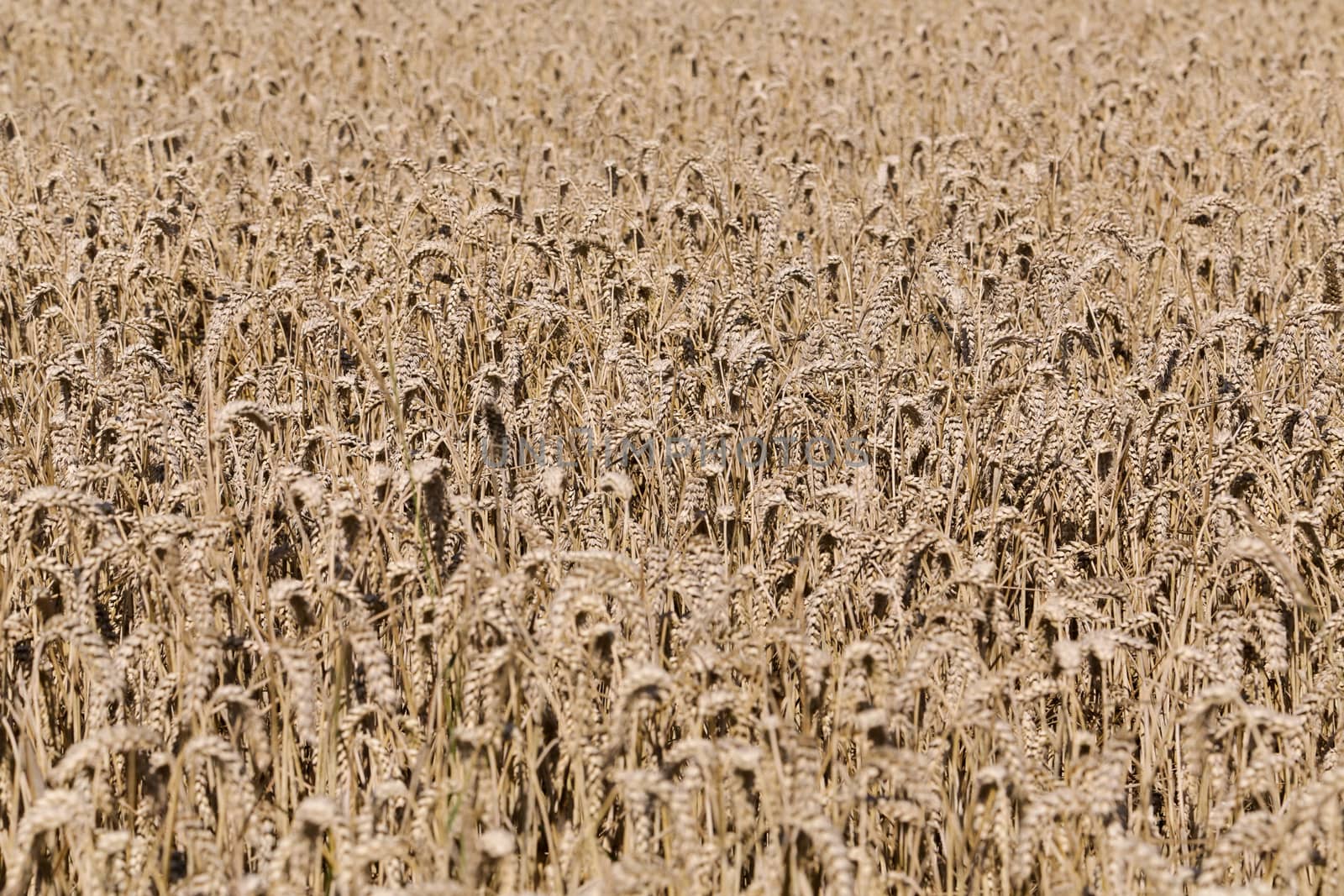 Golden ears of wheat on the field