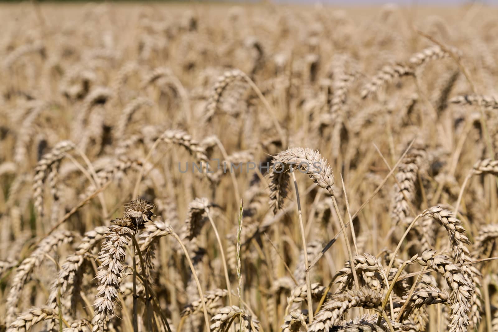 Golden ears of wheat on the field