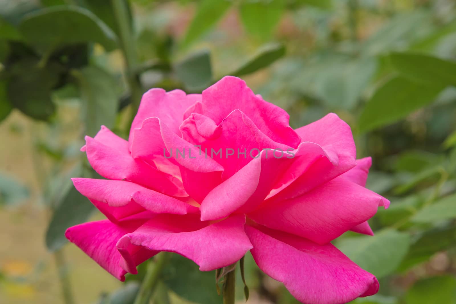 beautiful roses colurful (petals, leaves, bud and an open flower)
