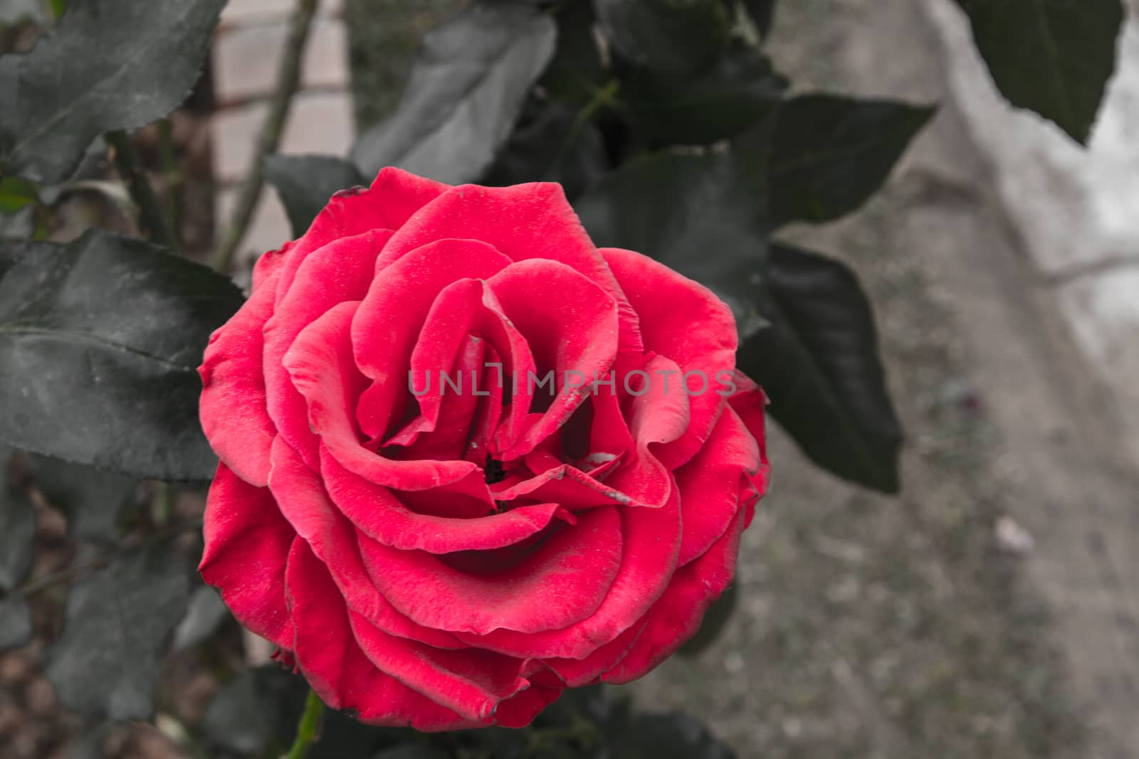 beautiful roses colurful (petals, leaves, bud and an open flower)