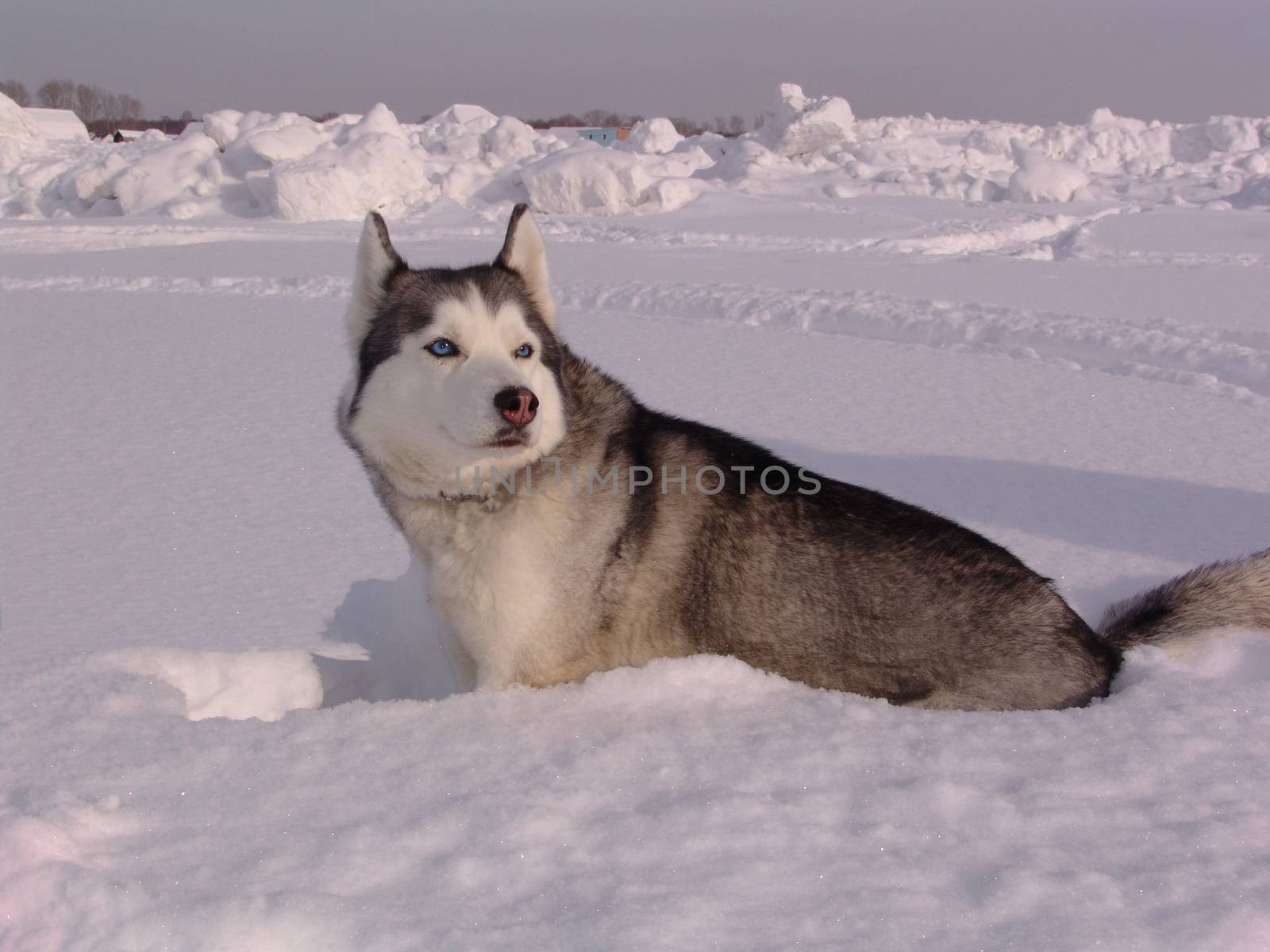 Husky dog in winter. Cute pet, friendly. by elena_vz