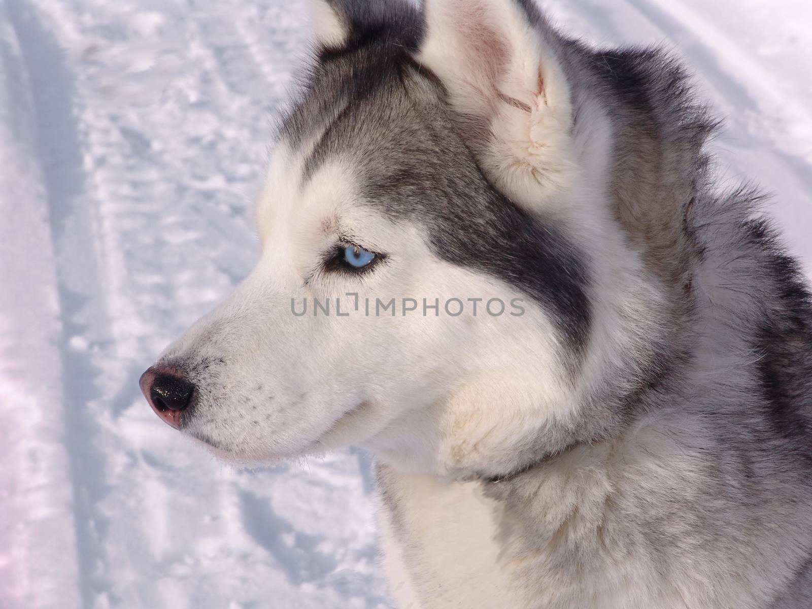 Husky dog in winter. Cute pet, friendly. by elena_vz