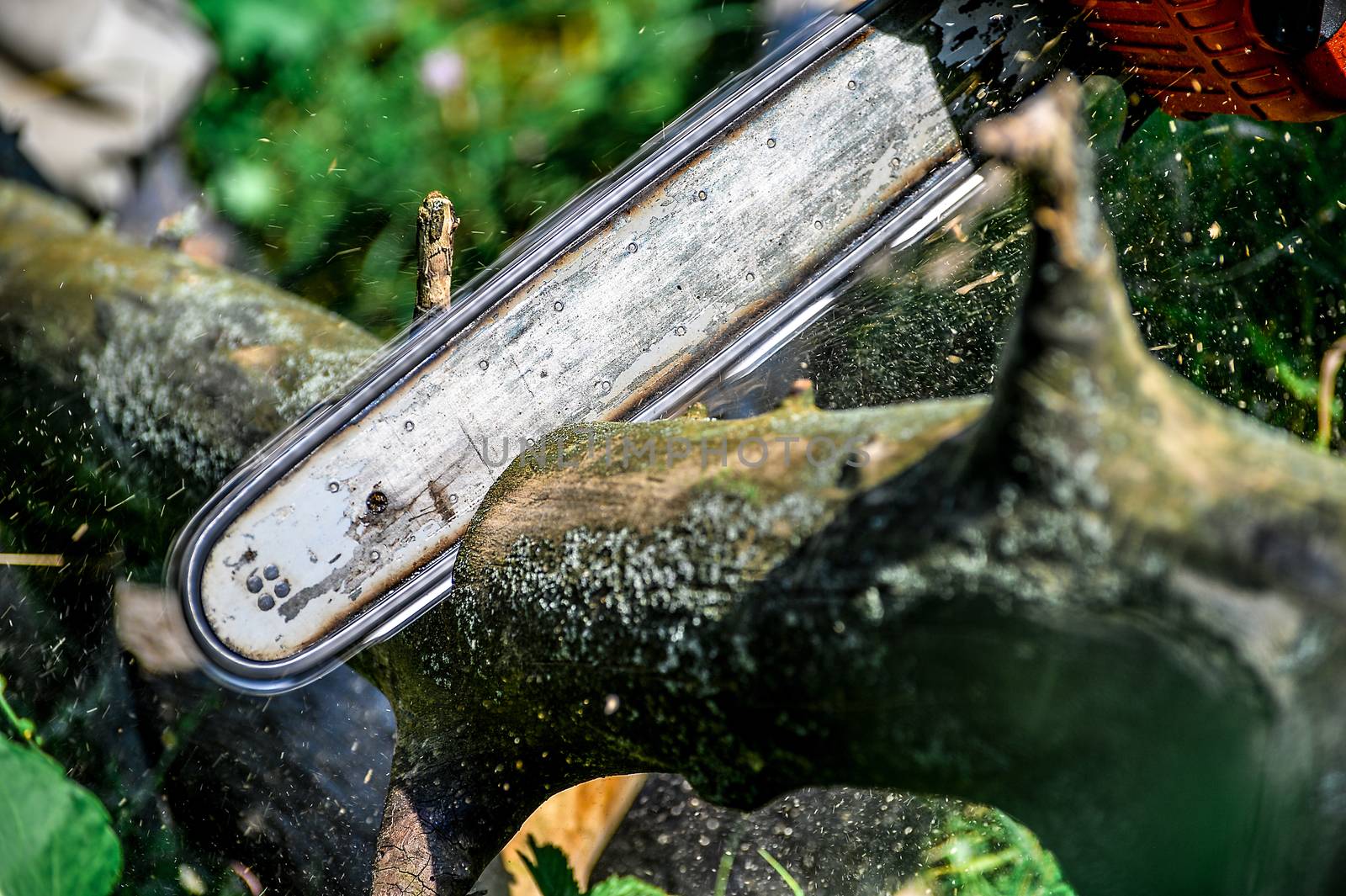 Cutting wooden logs electric chainsaw in the forest