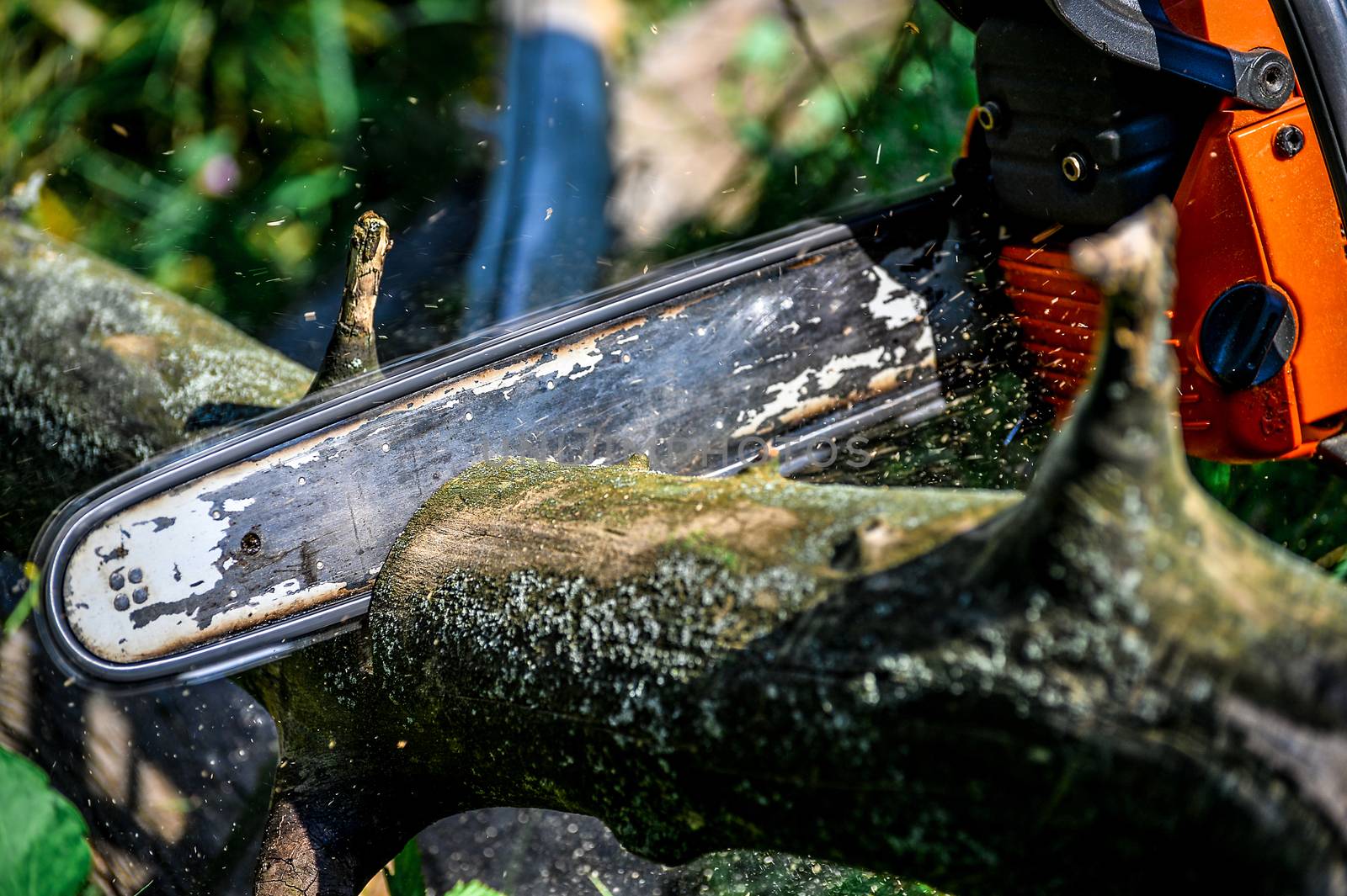 Cutting wooden logs electric chainsaw in the forest