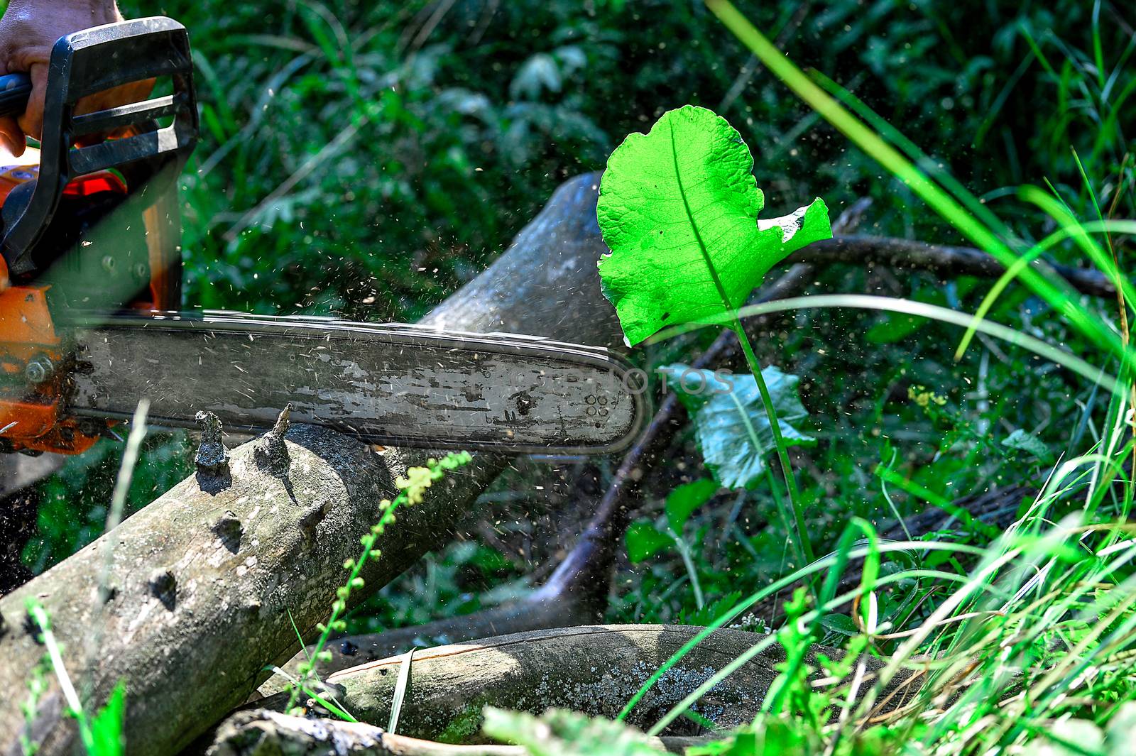 Cutting wooden logs electric chainsaw in the forest