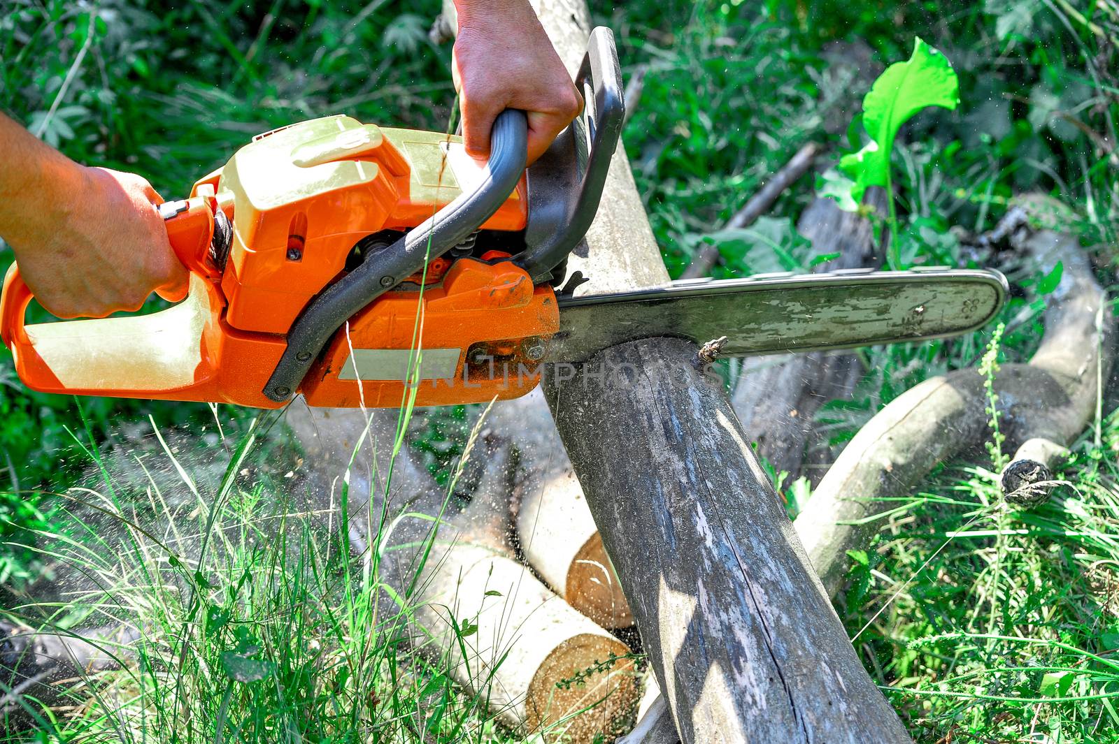 Cutting wooden logs electric chainsaw in the forest