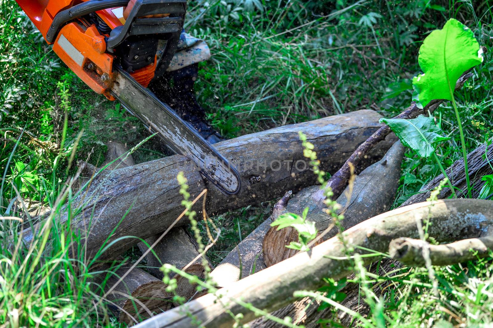 Cutting wooden logs electric chainsaw in the forest