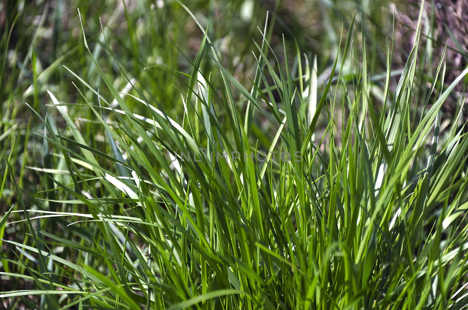 Green grass. natural background texture. fresh spring green grass.