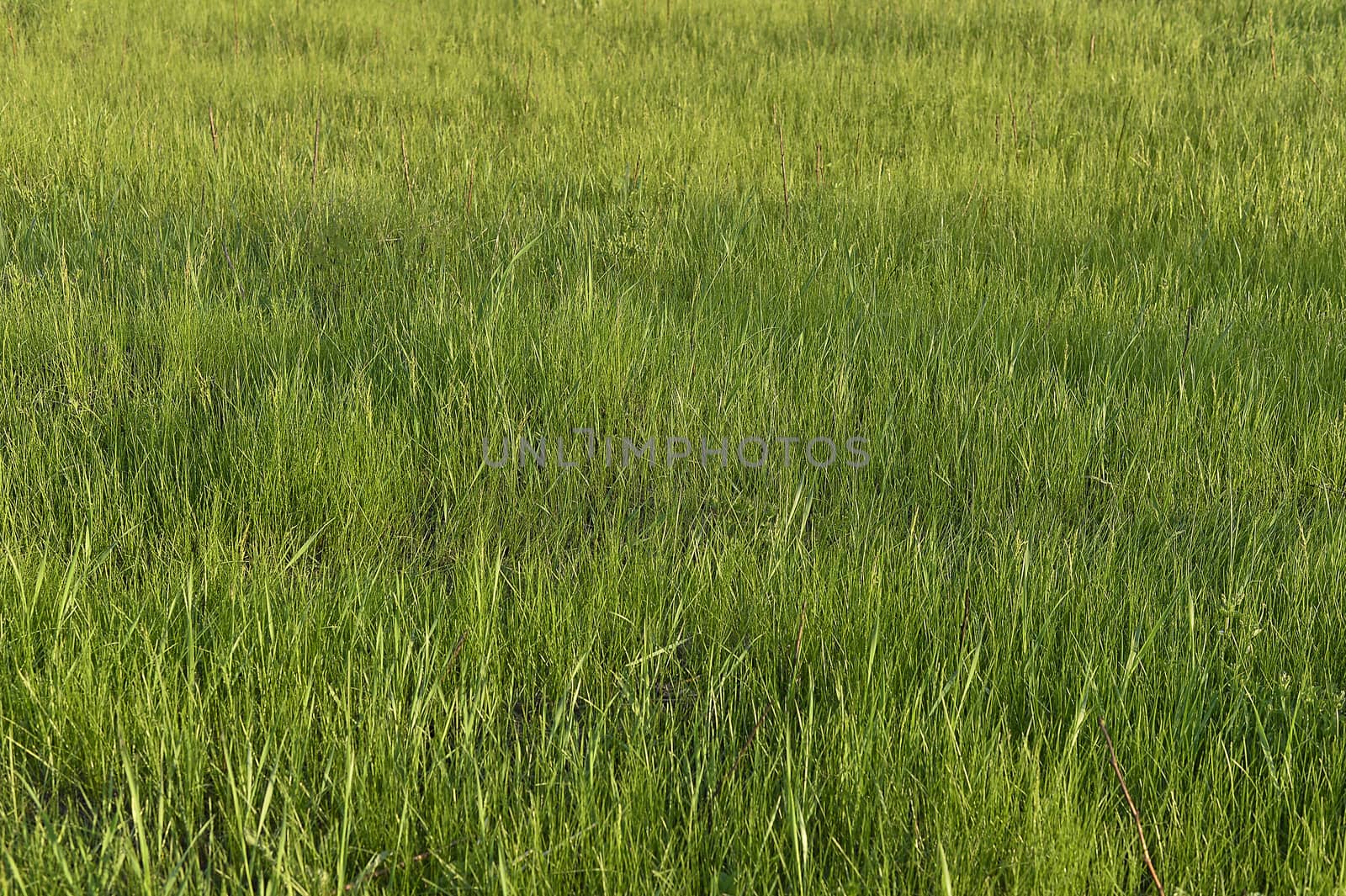 Green grass. natural background texture. fresh spring green grass.