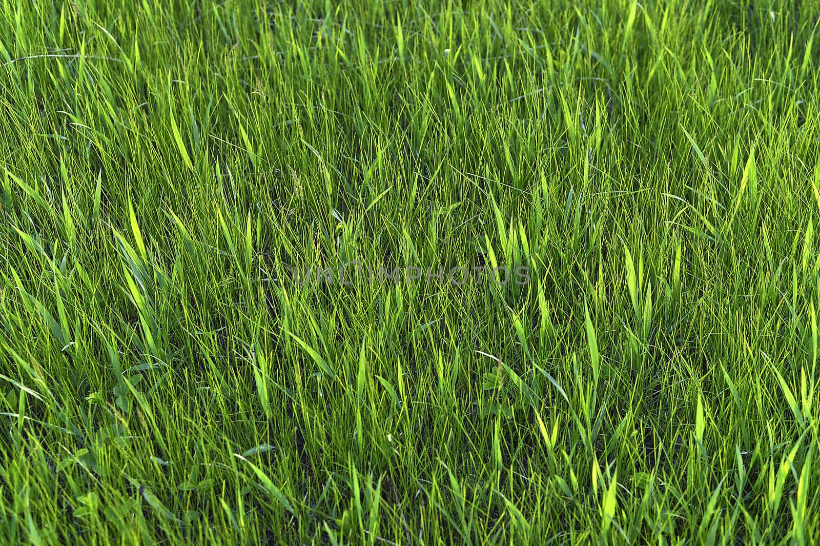 Green grass. natural background texture. fresh spring green grass.