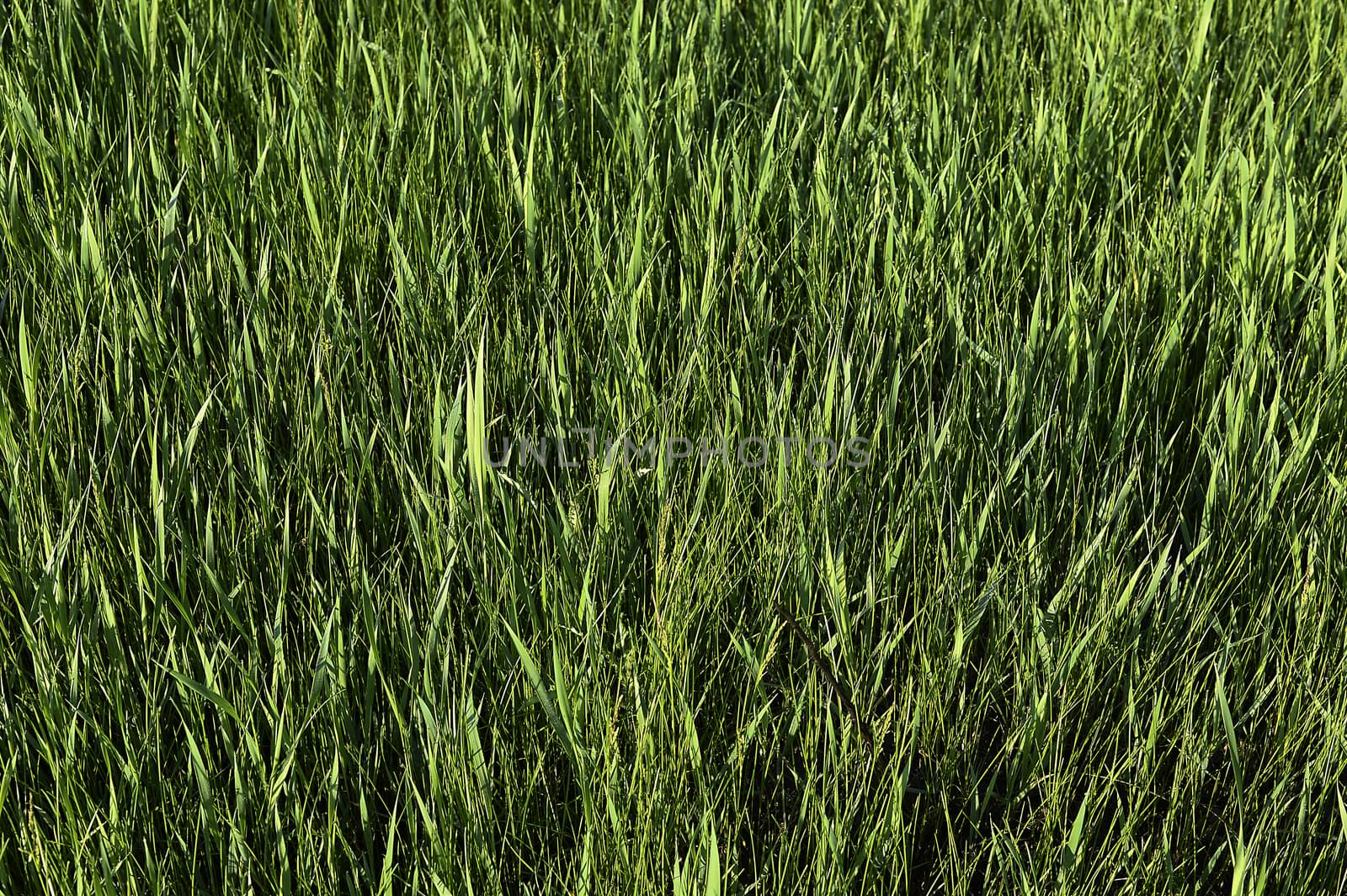 Green grass. natural background texture. fresh spring green grass.