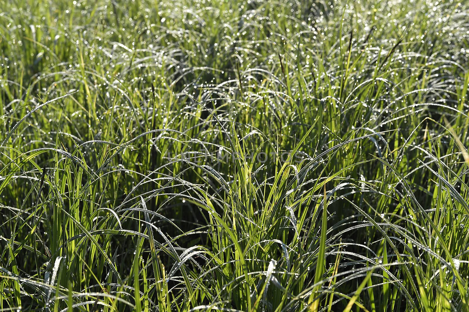 Green grass. natural background texture. fresh spring green grass.