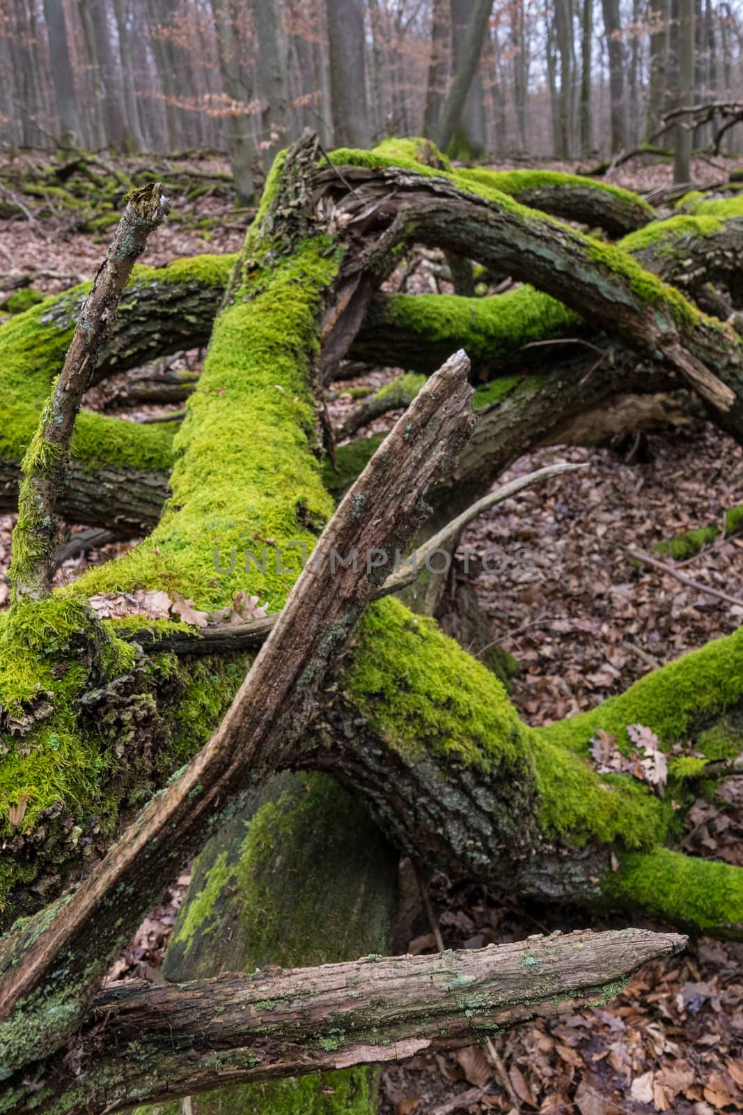 Moss grows on the darker side of trees